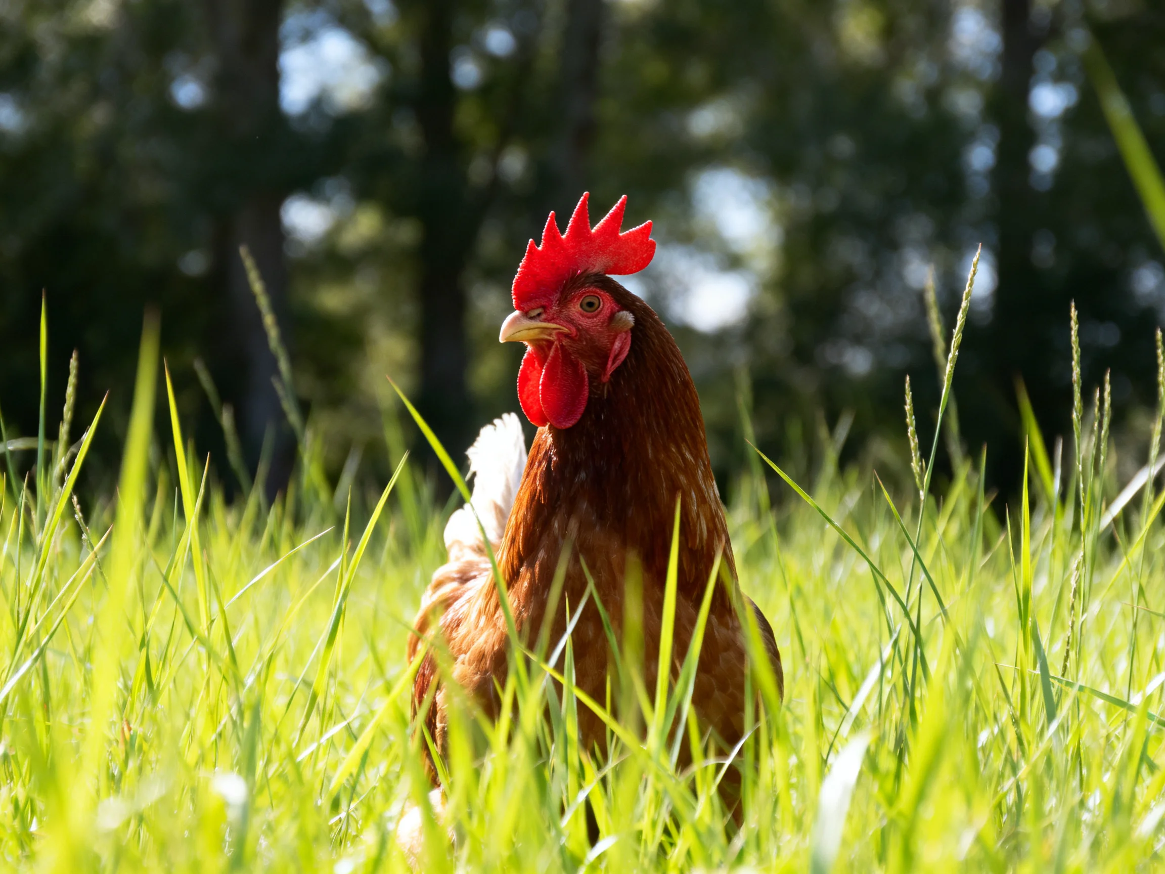 A reddish-brown rooster is surrounded by tall green grass with trees in the background.