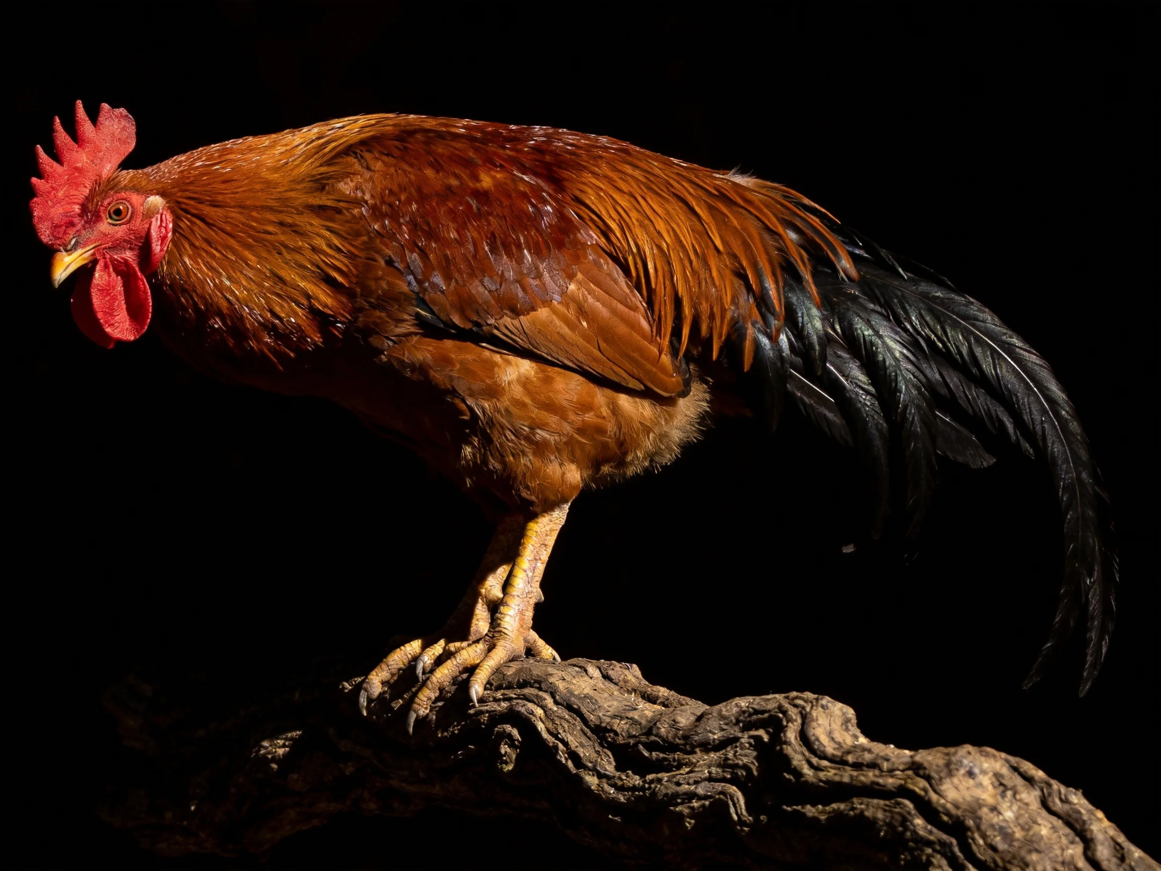 A reddish-brown rooster with black tail feathers perches on a gnarled branch