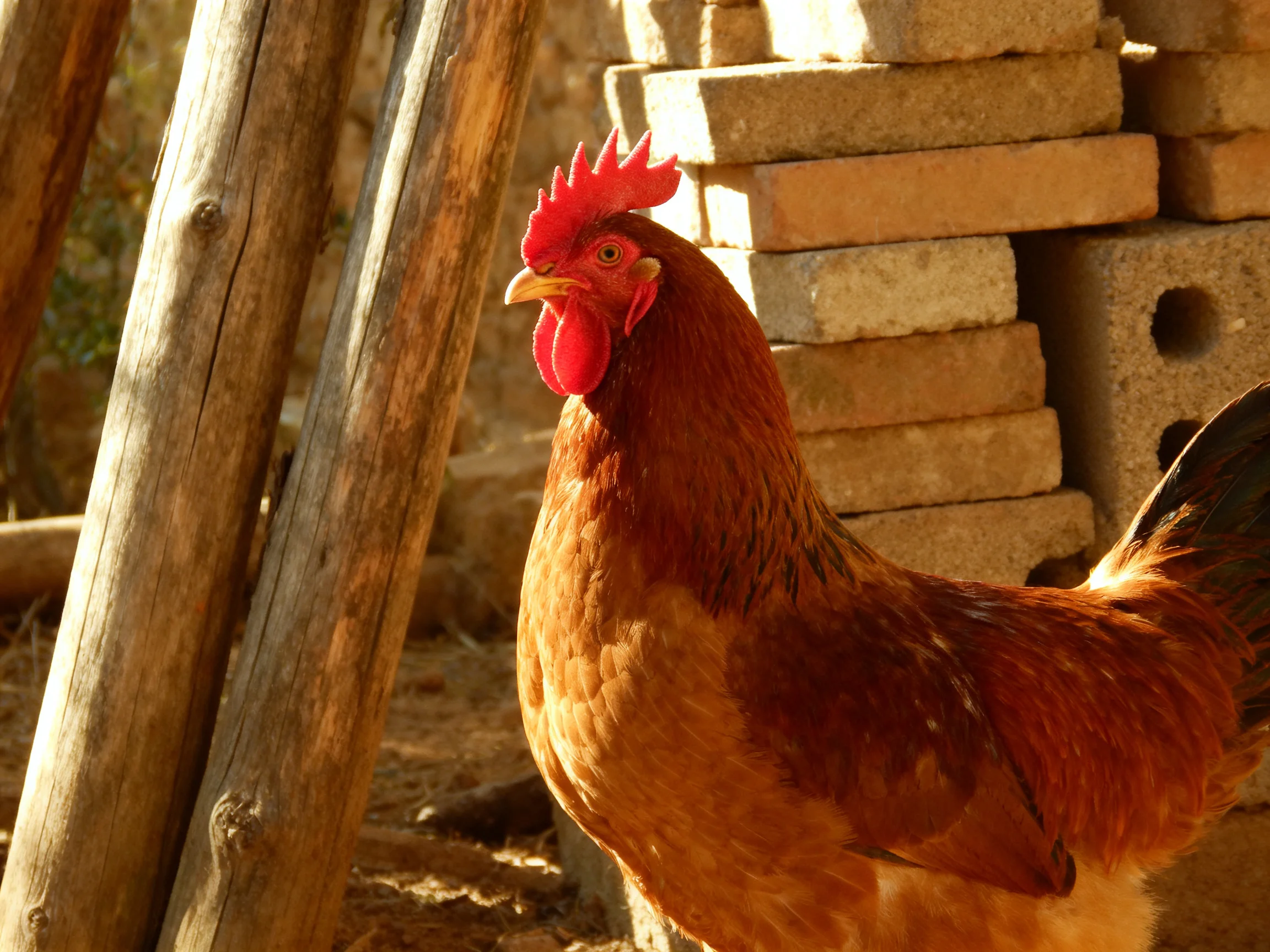 A reddish-brown rooster with bright red comb near stacked bricks andwooden poles