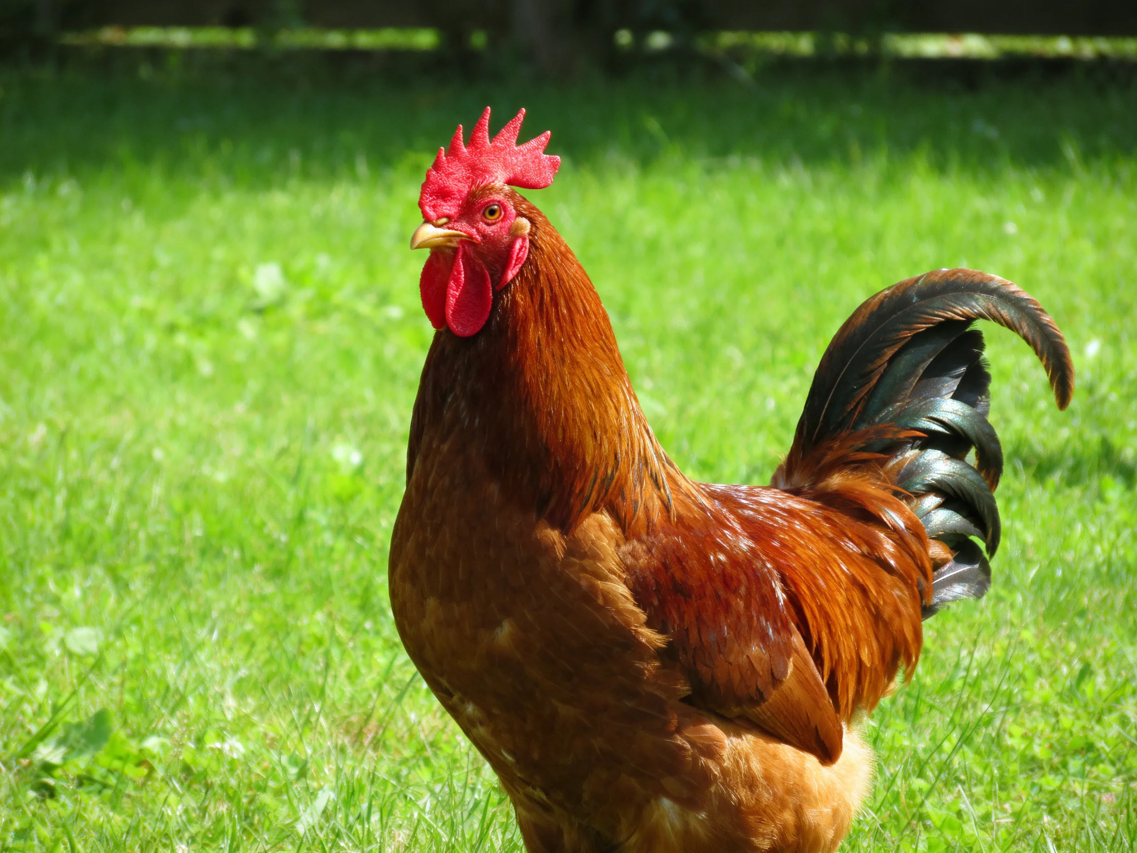 A rooster with a bright red comb is positioned on sunlit grass.