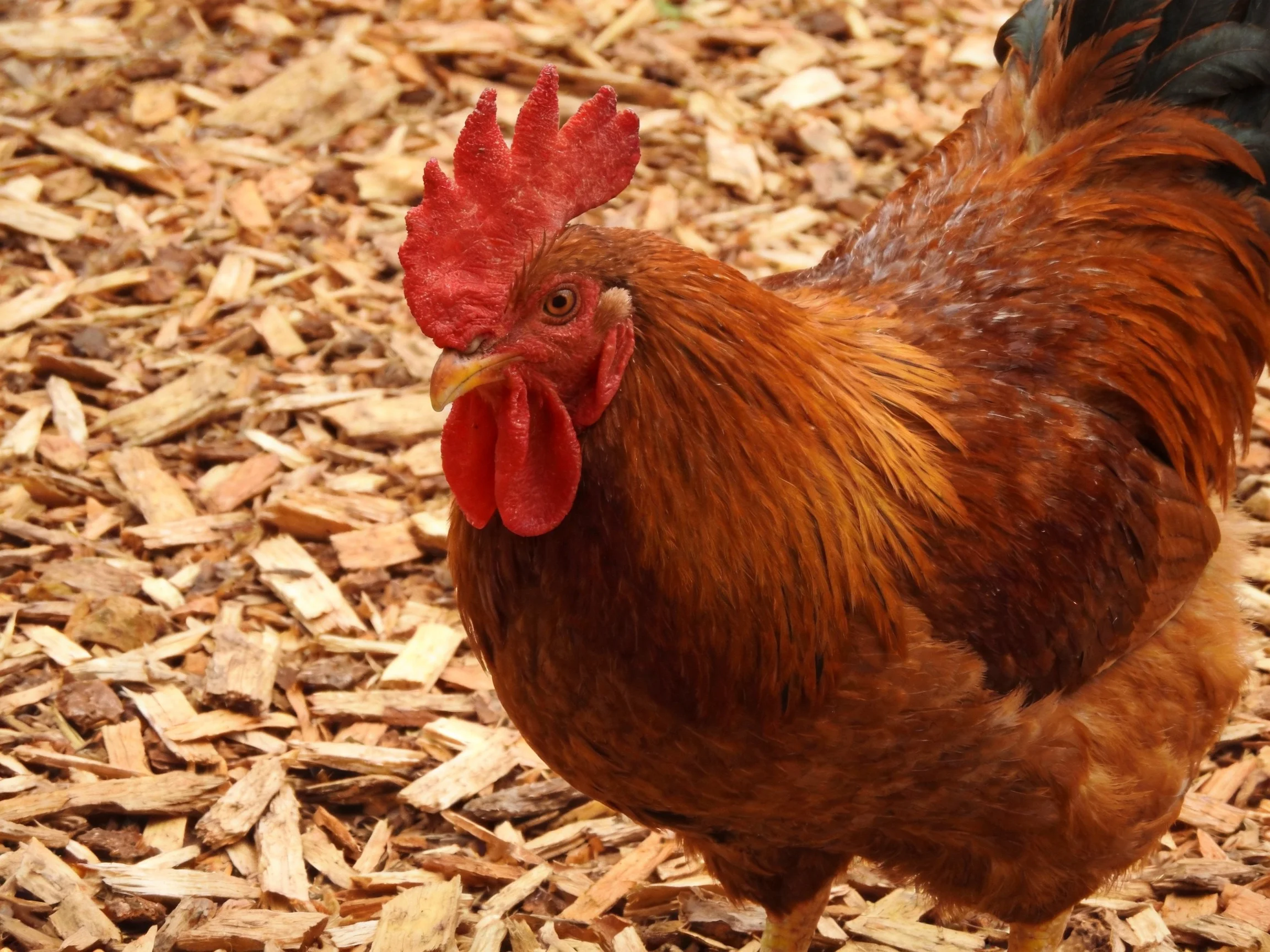 A reddish-brown rooster with vibrant red comb stands on wood chip ground