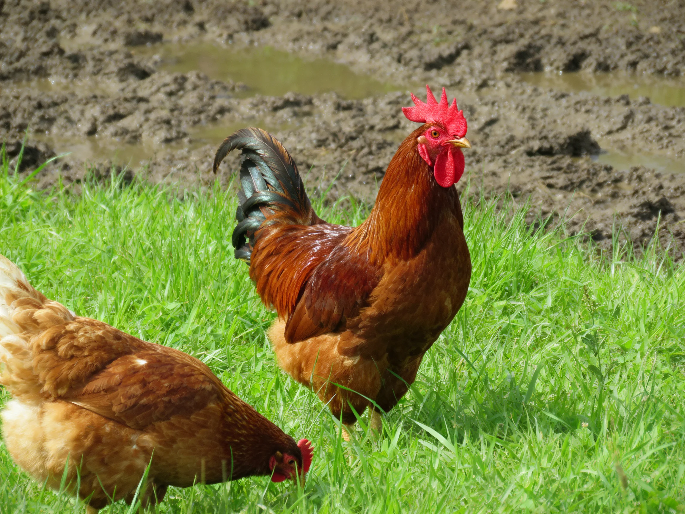 A rooster and hen forage in lush green grass near muddy terrain
