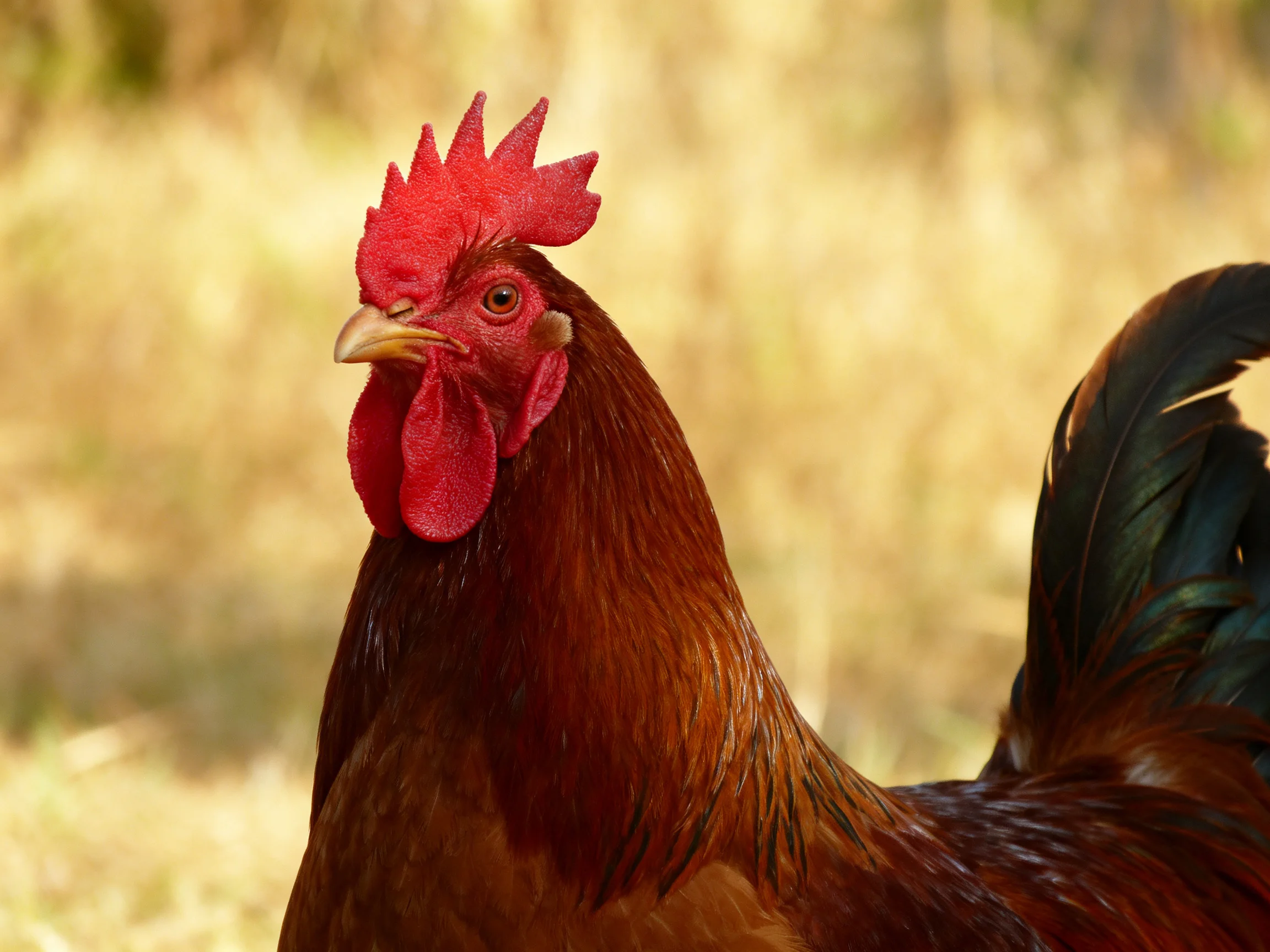 A rooster with a bright red comb and brown feathers is shown up close in a sunlit outdoor area.