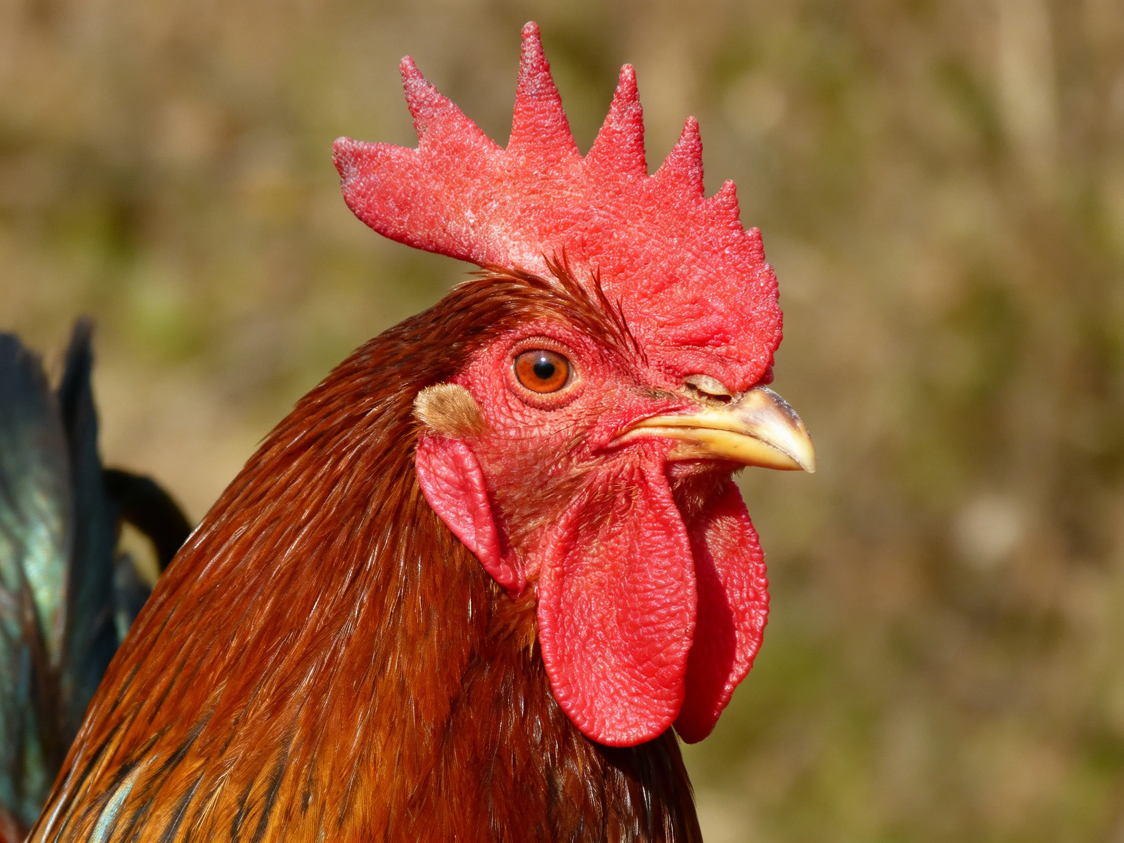 A rooster’s bright red comb and brown feathers are captured in a close - up outdoors.