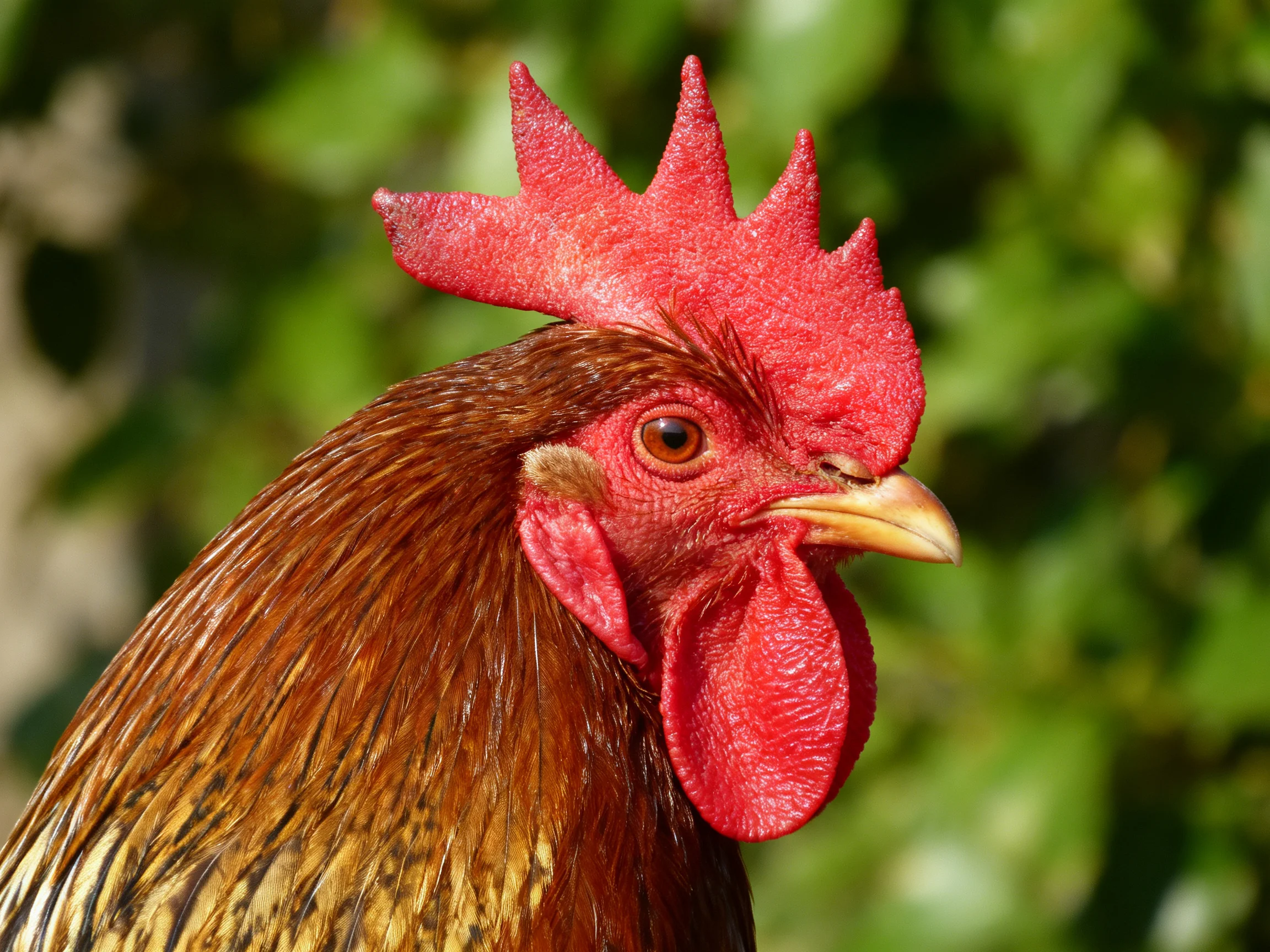 A rooster with a bright red comb and brown feathers