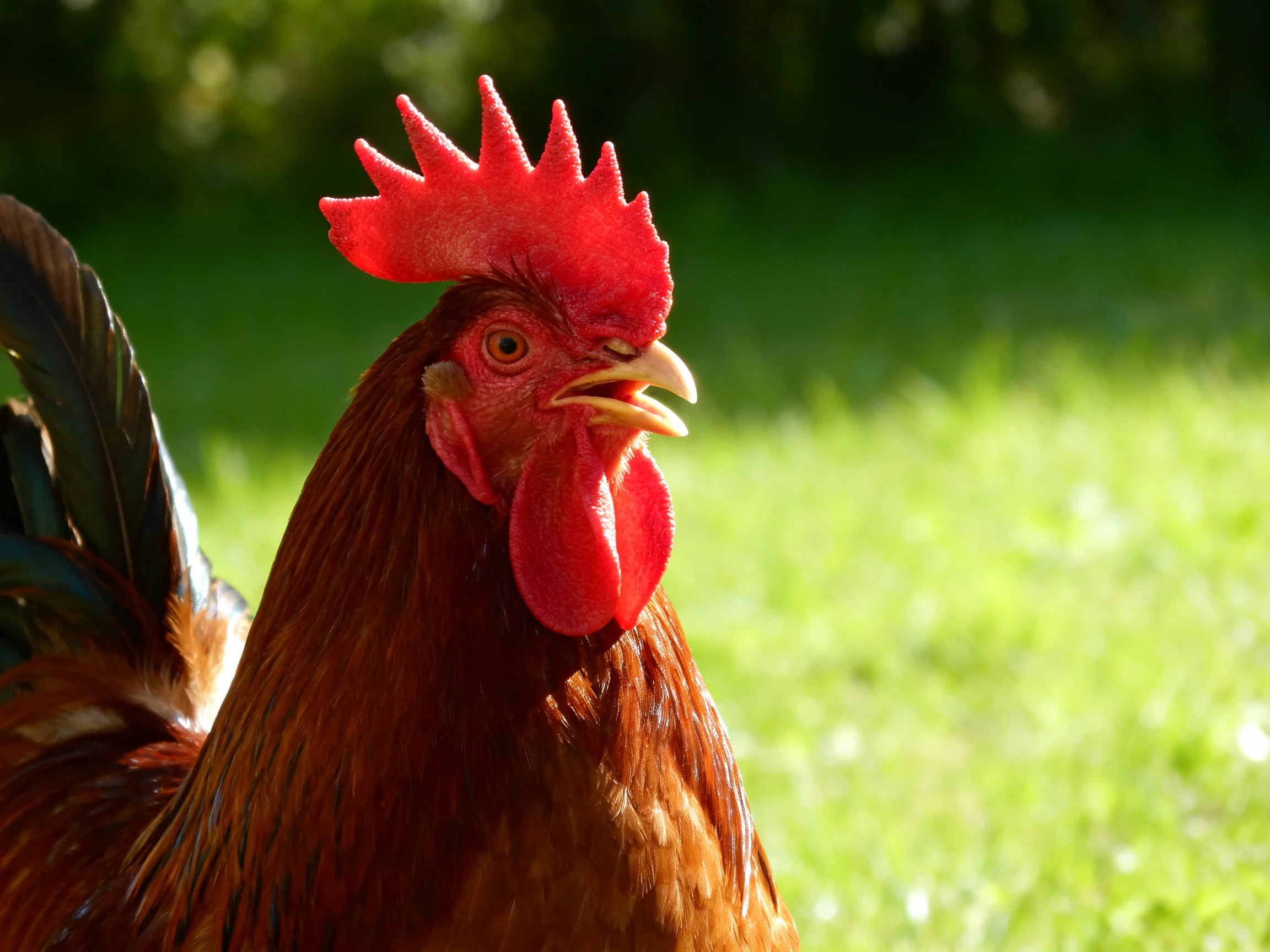 A rooster with a bright red comb and brown plumage in a sunlit meadow