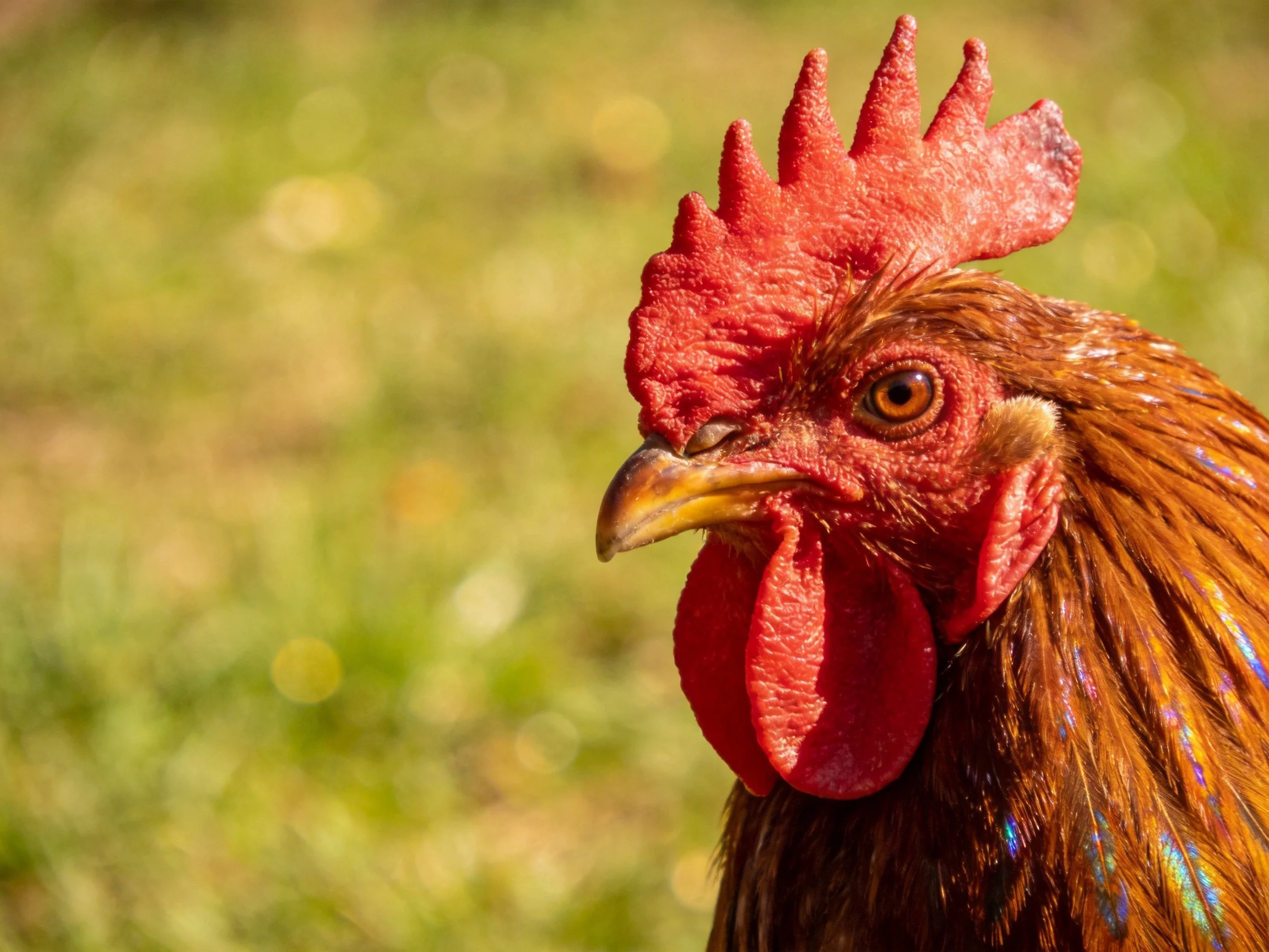 A rooster with a bright red comb and glossy brown feathers