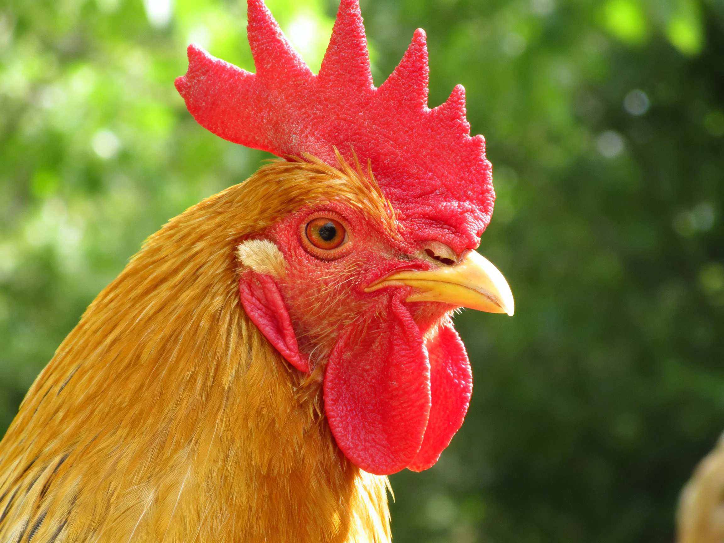 A rooster with a bright red comb and golden feathers is shown up close in a natural setting.