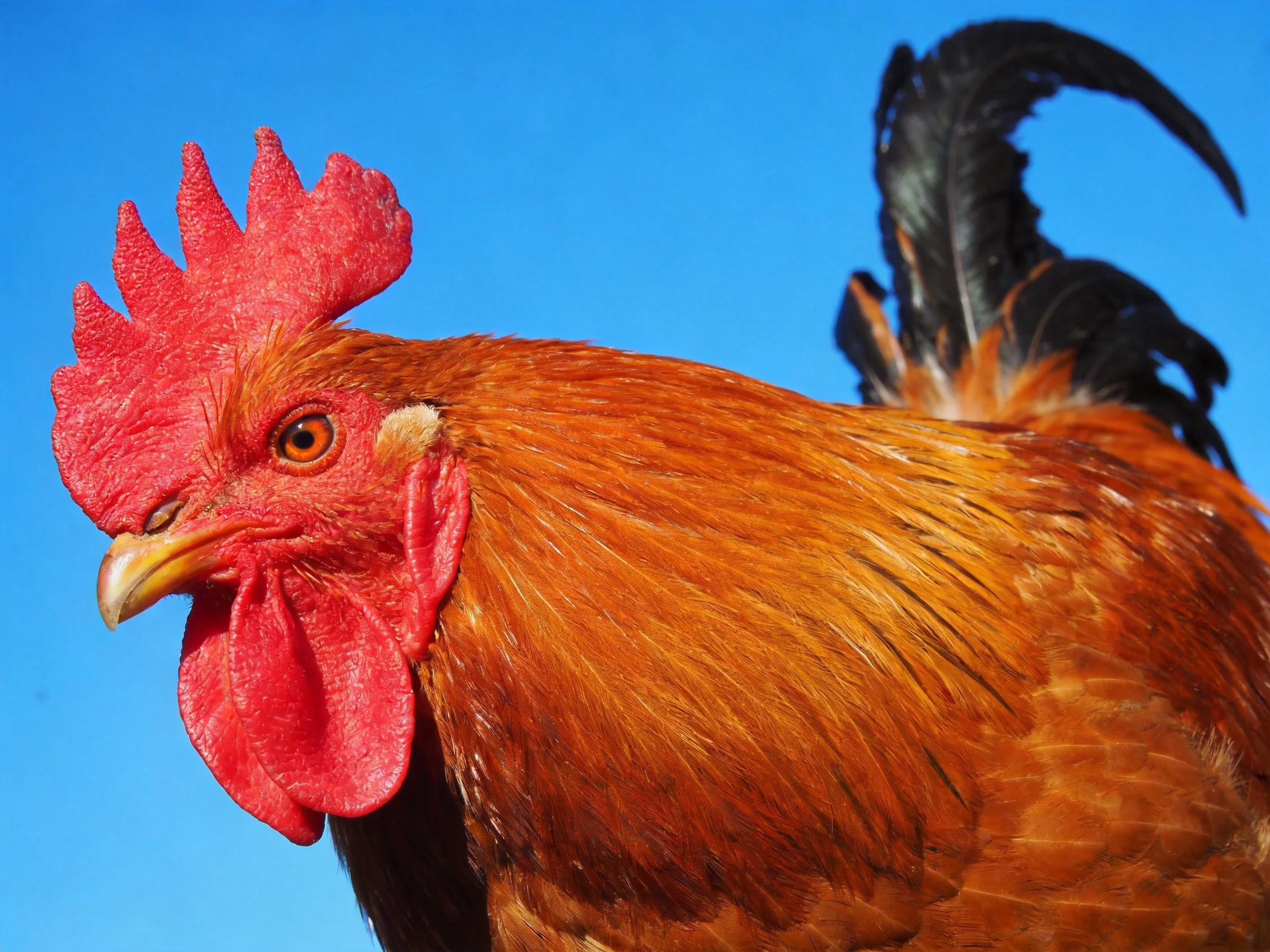 A rooster with a bright red comb, golden-brown feathers, and glossy black tail