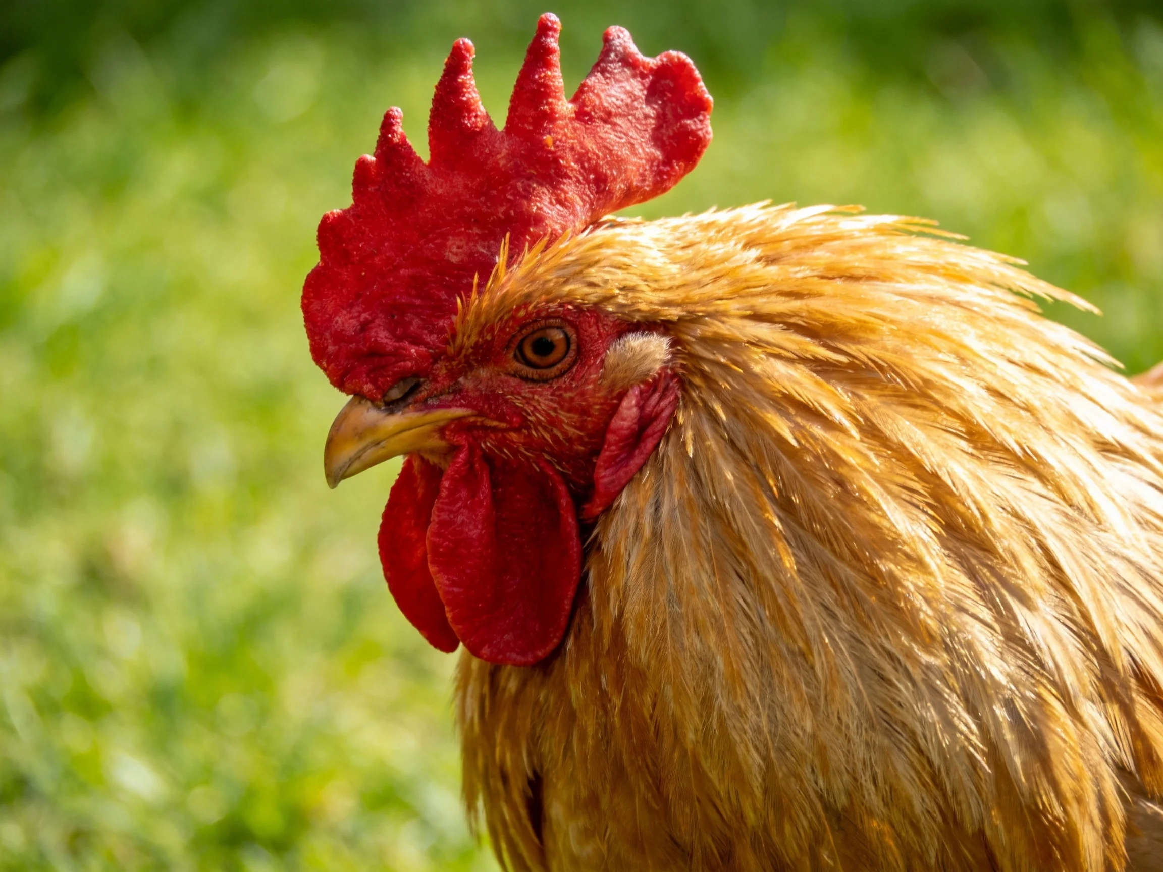 A rooster with a vivid red comb and golden-brown feathers in a green outdoor setting