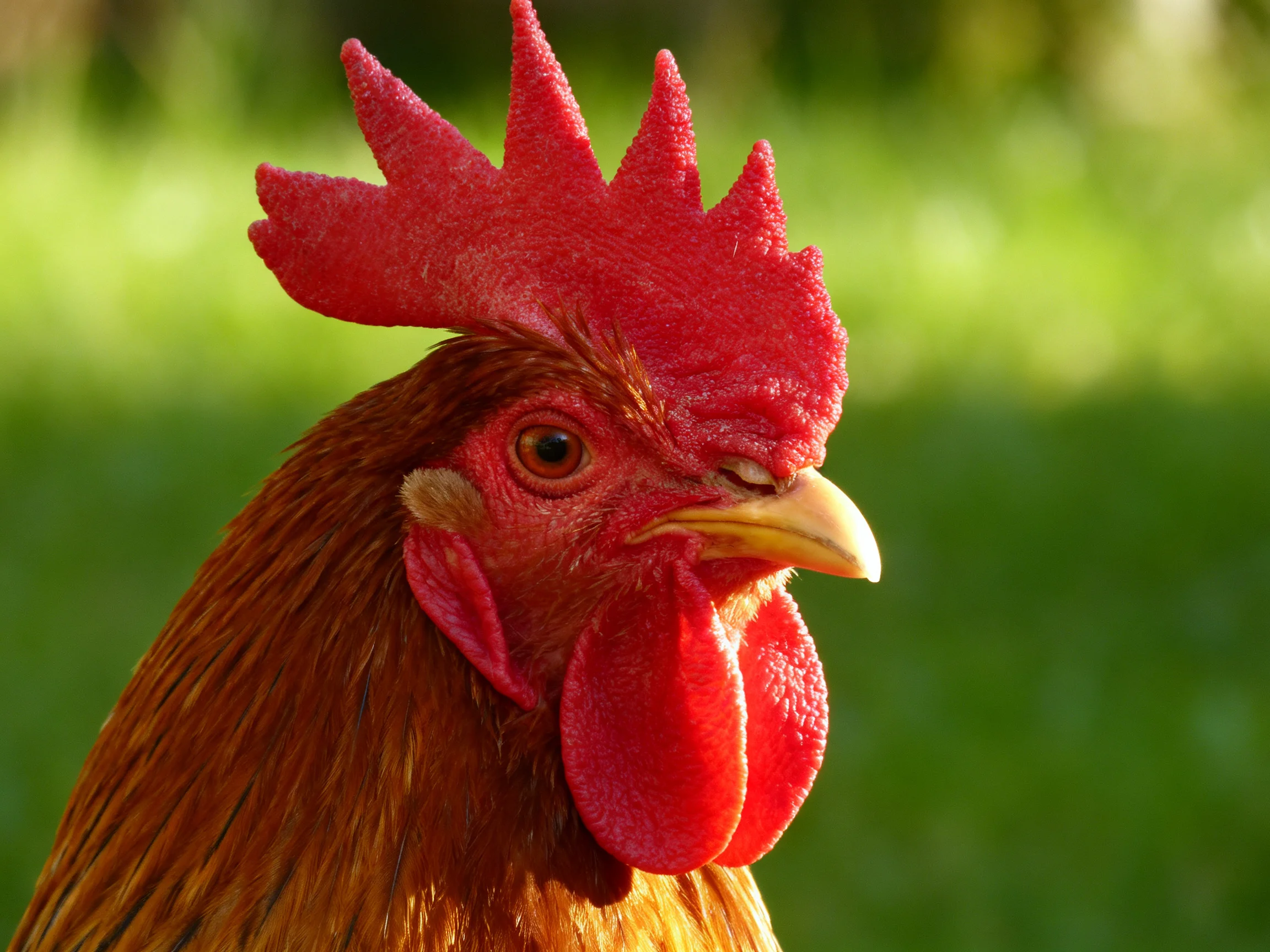 A rooster with abright red comb and brown feathers