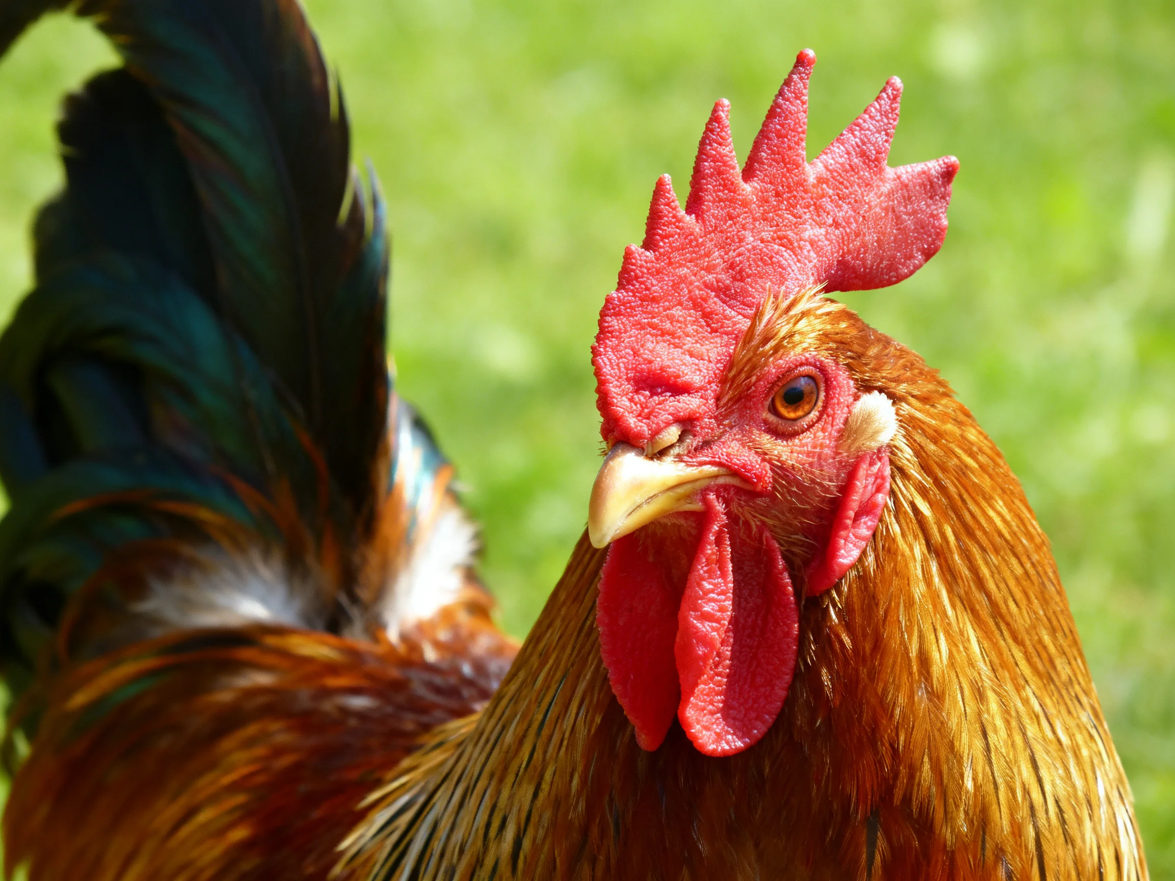 A rooster with a bright red comb is shown up close in a green outdoor space.