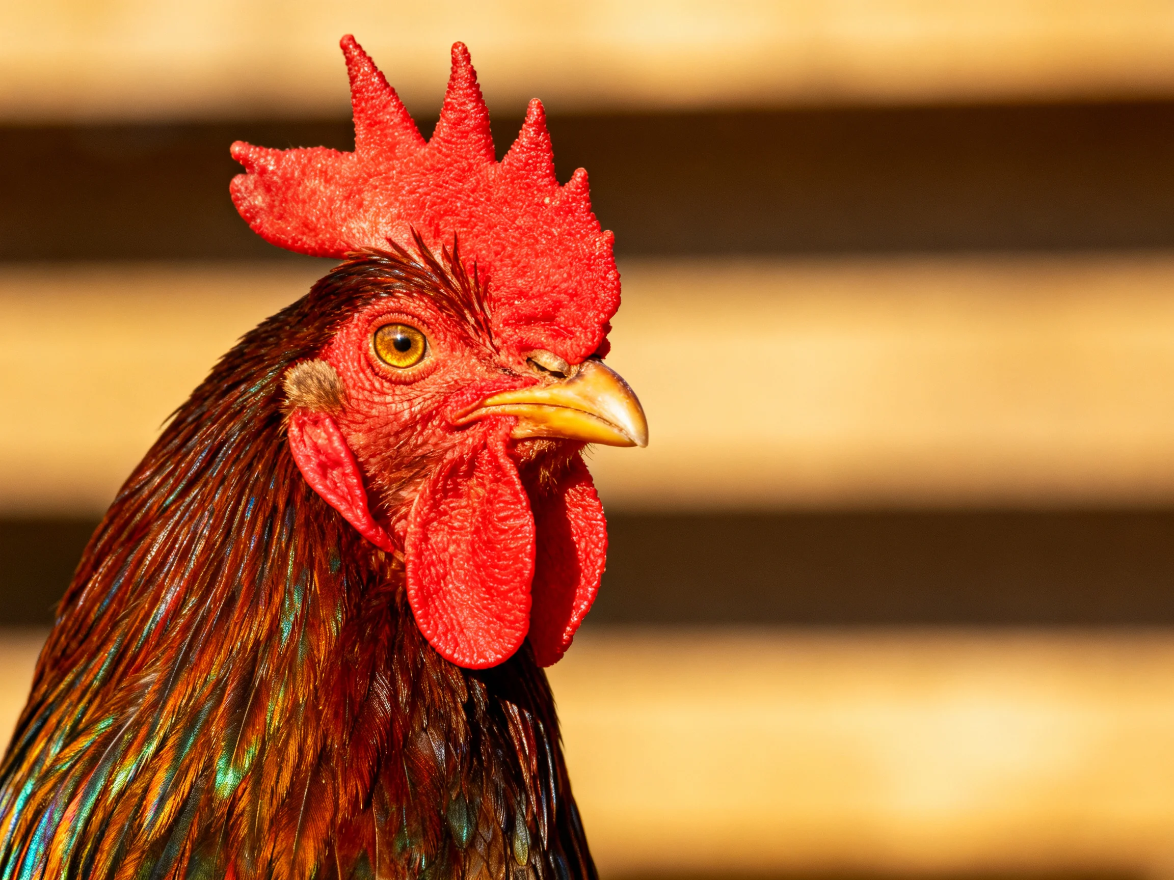 A rooster with bright red comb and colorful plumage
