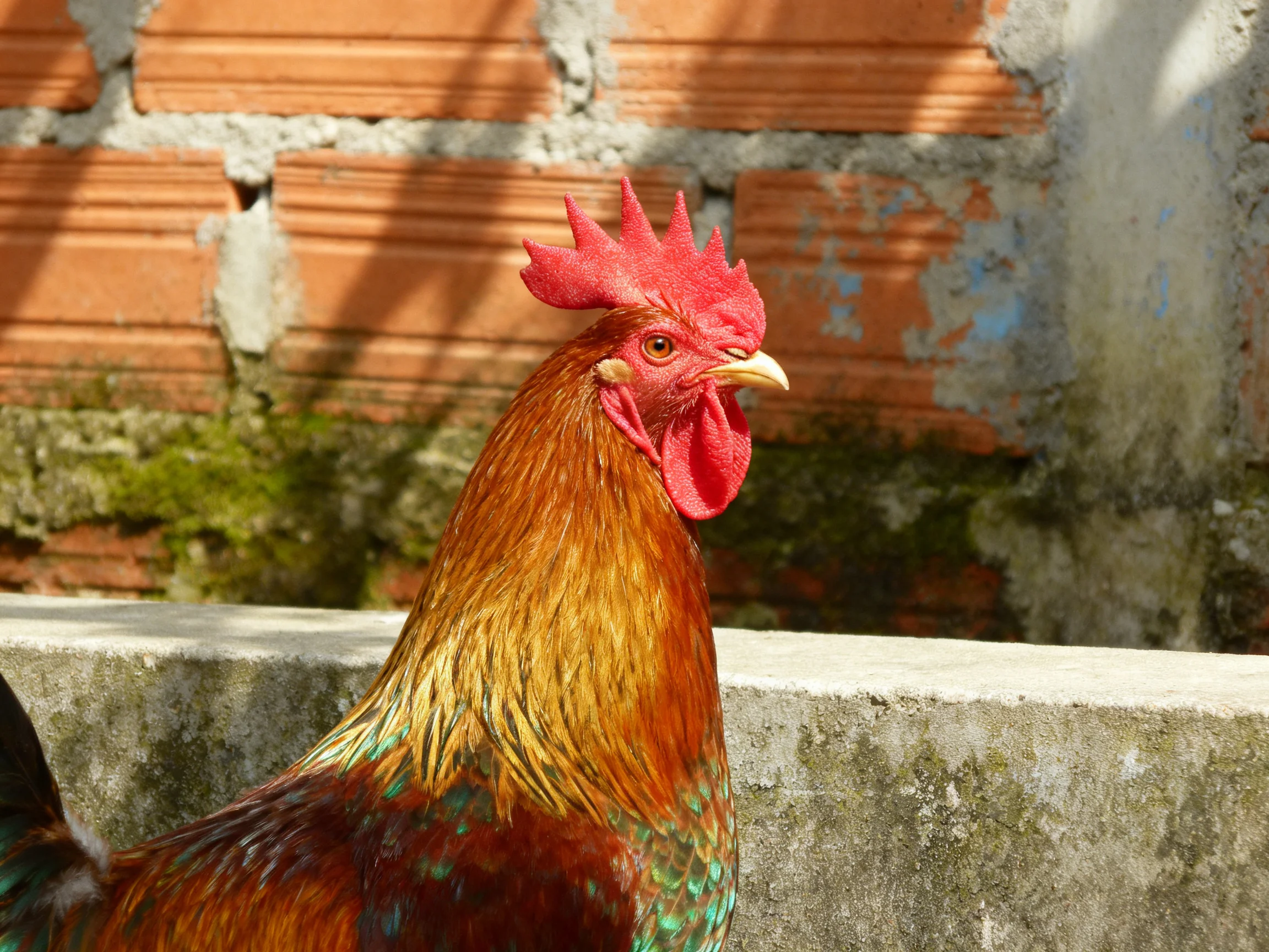 A rooster with a bright red comb stands beside an aged brick wall with mossy patches.