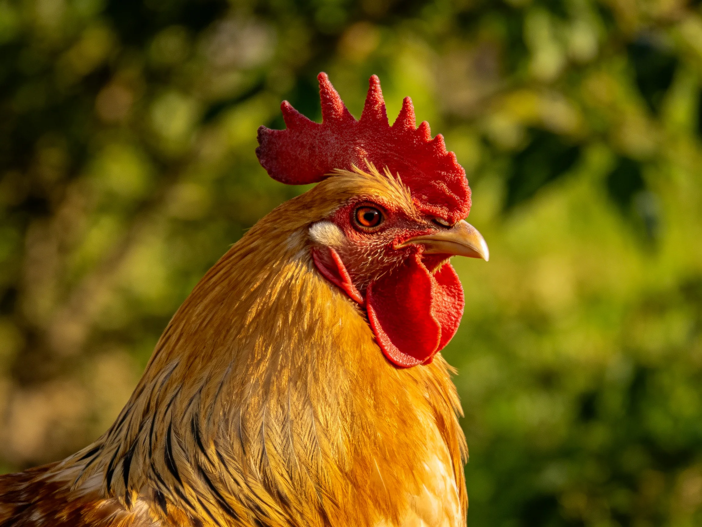 Close-up portrait of a rooster with distinctive red features and golden plumage.
