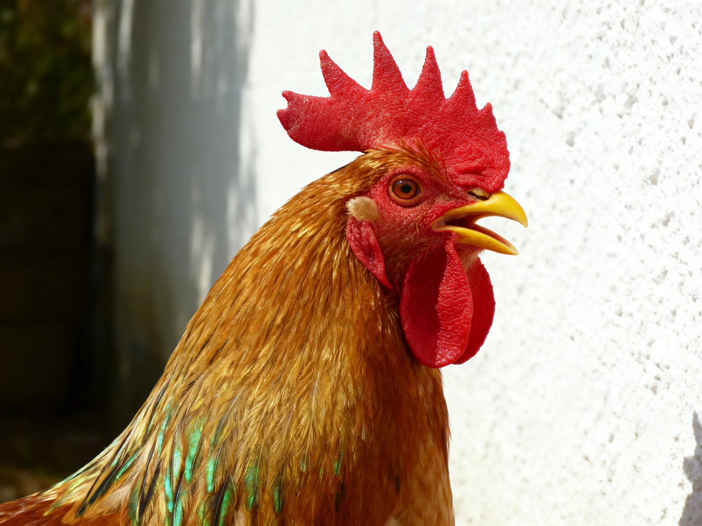 A rooster with a bright red comb stands near a white wall.