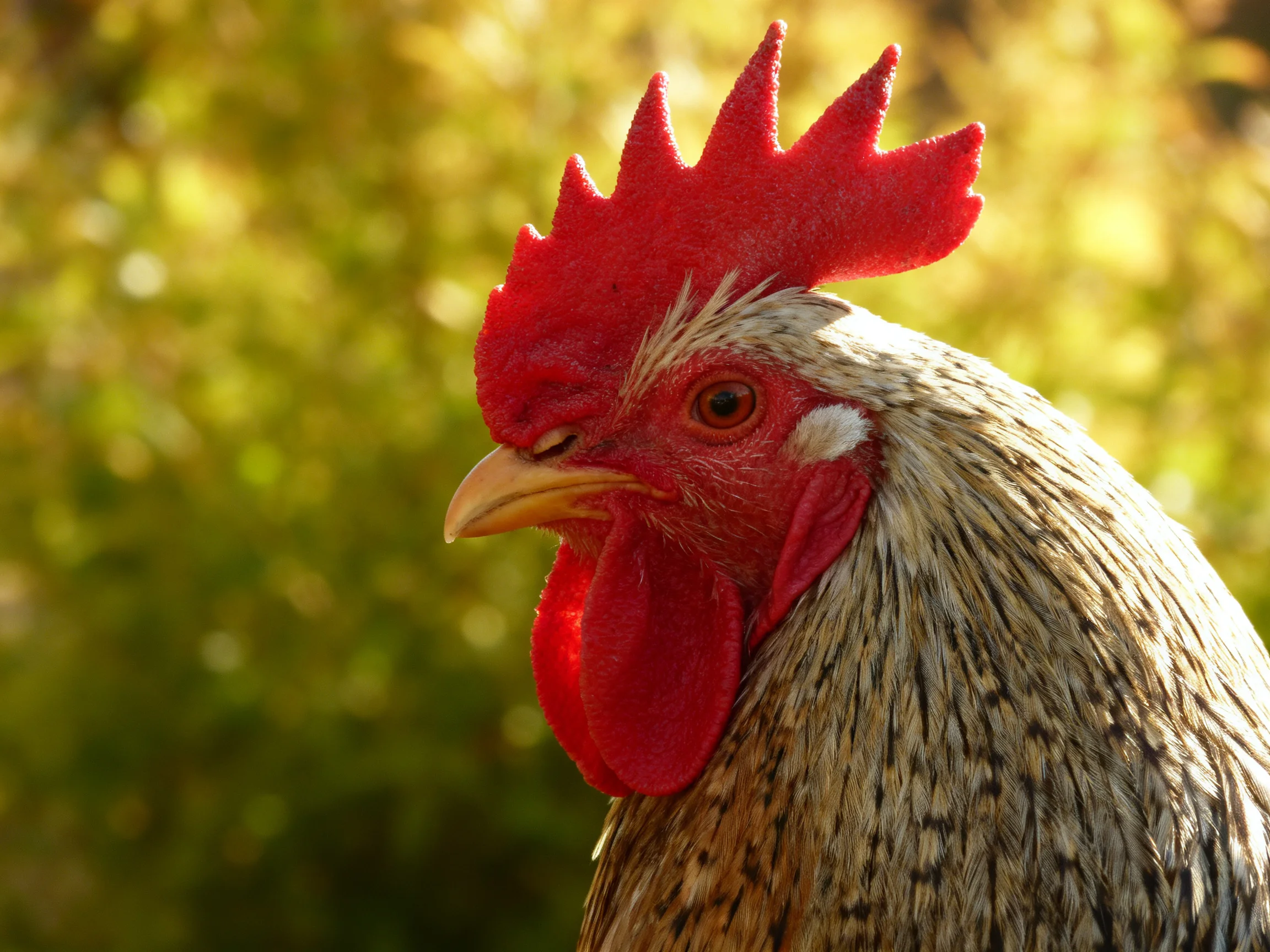 A rooster with a vivid red comb stands out against a blurred green background.