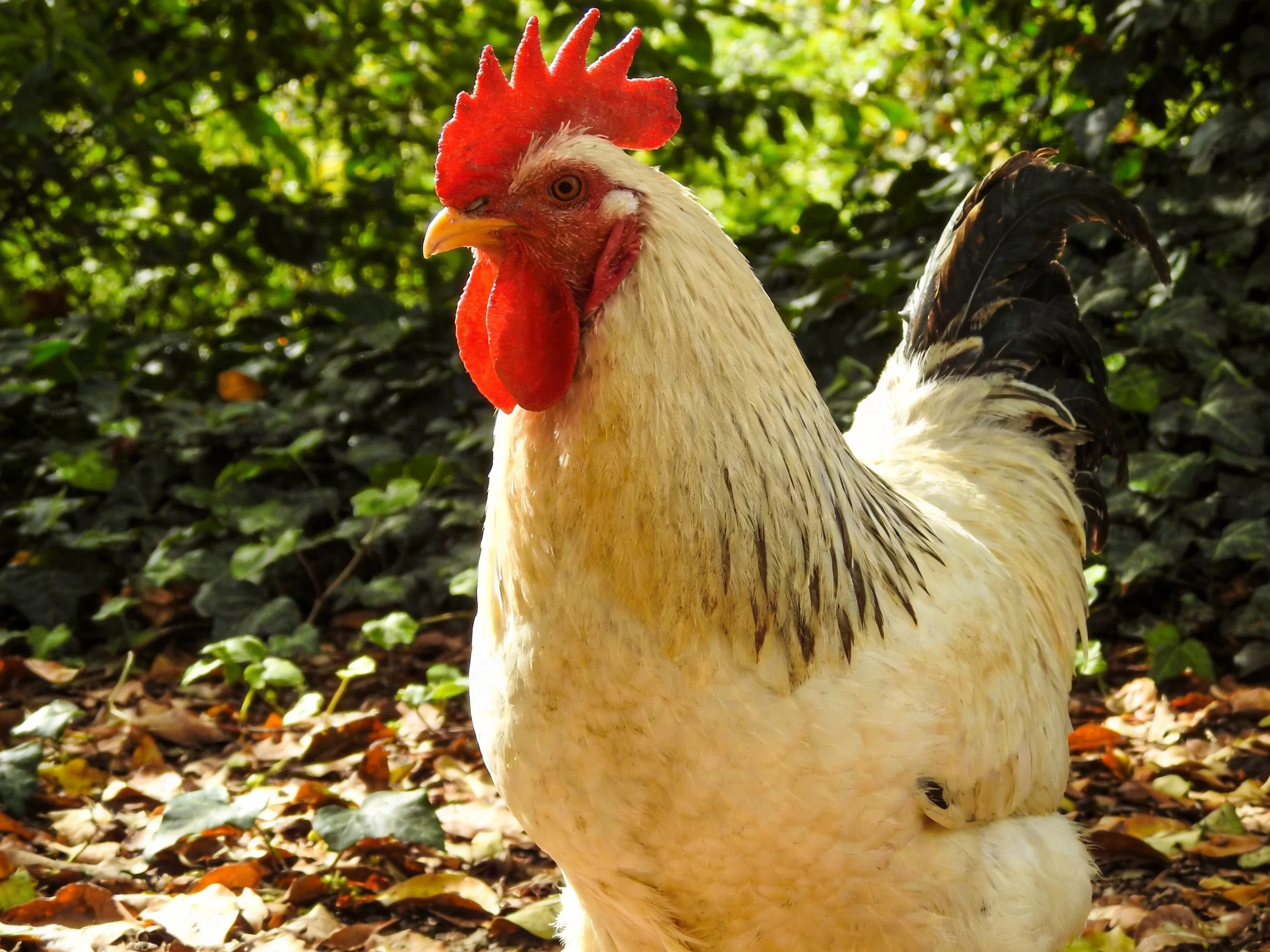 A rooster with a bright red comb stands outdoors near greenery