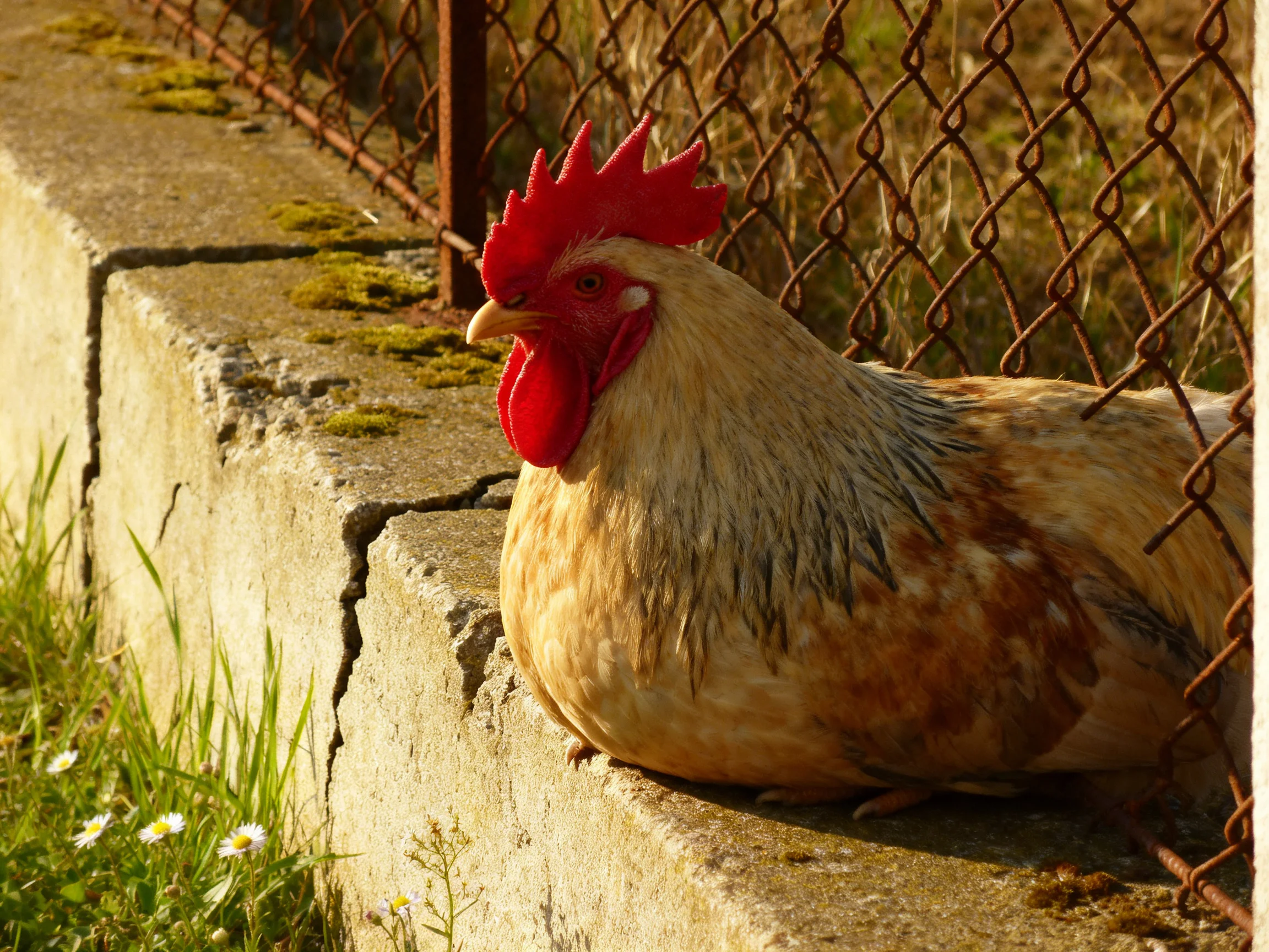 A rooster with bright red comb resting on a weathered concrete ledge