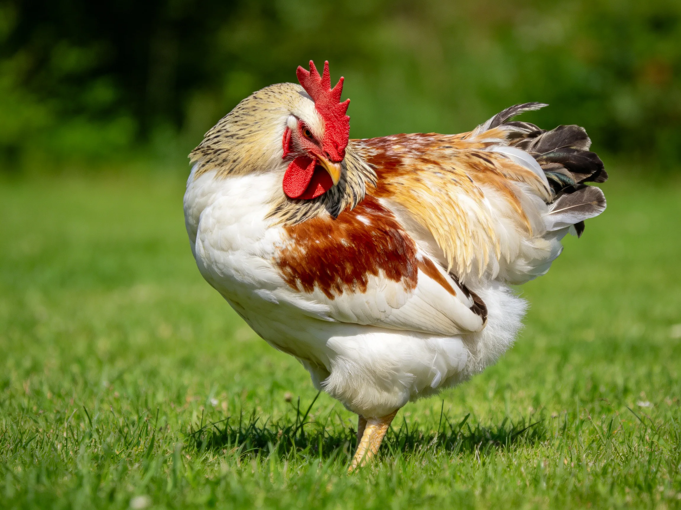 A rooster with multicolored plumage forages on vibrant green grass.