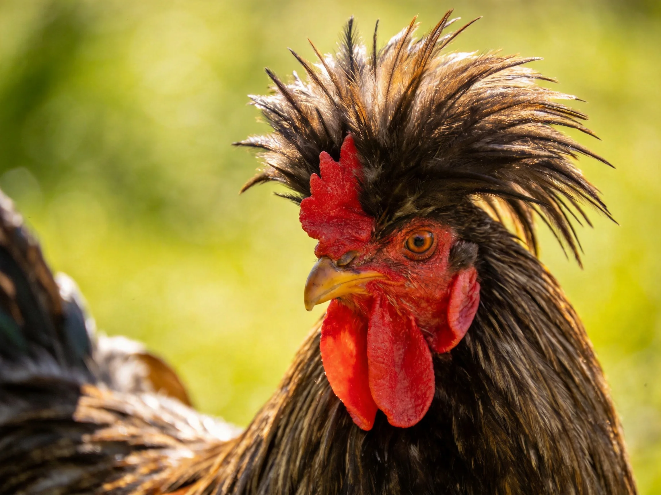 A rooster with dramatic dark crest and bright red facial skin