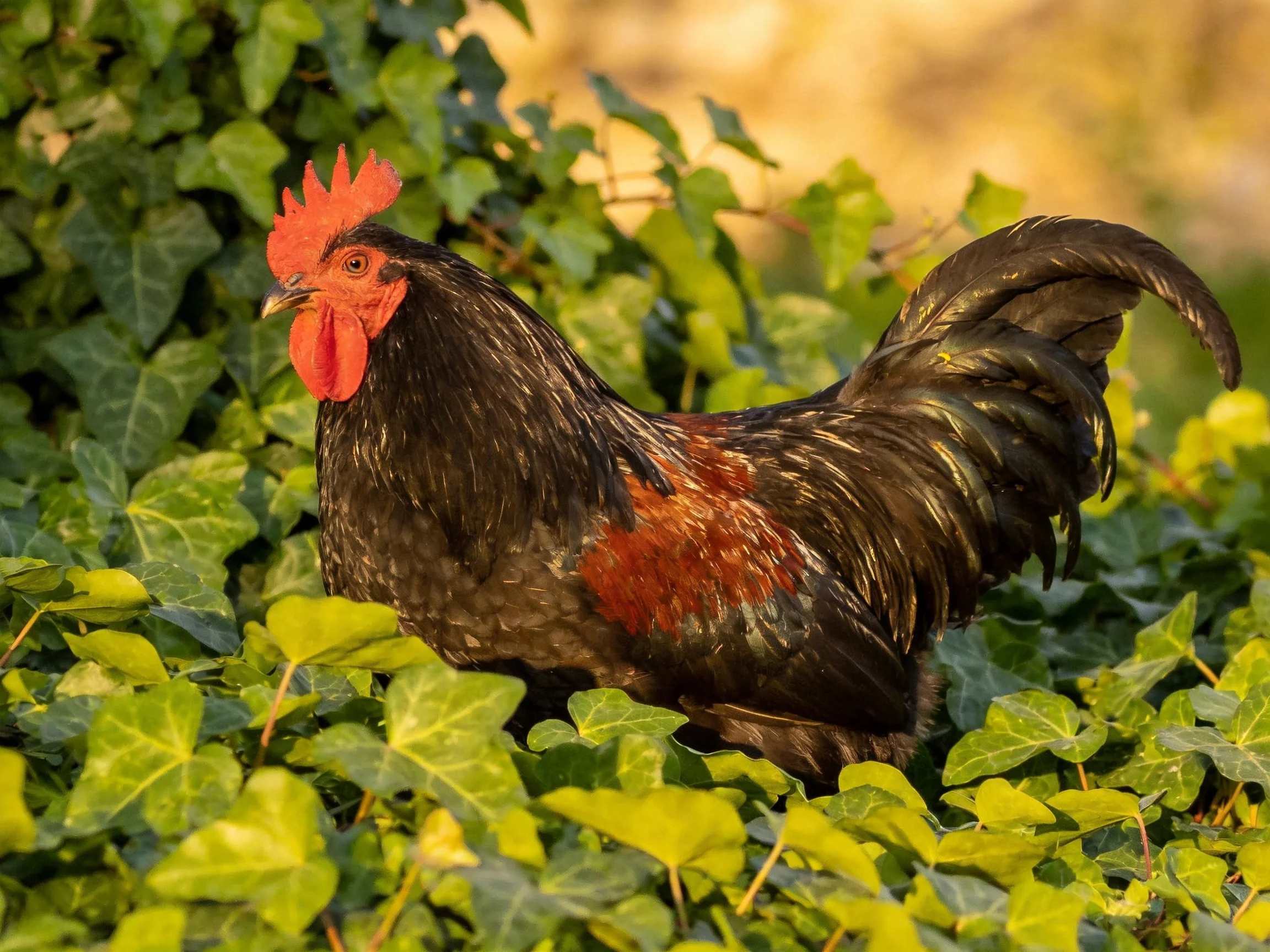 A rooster with vibrant red features stands among dense green plants.
