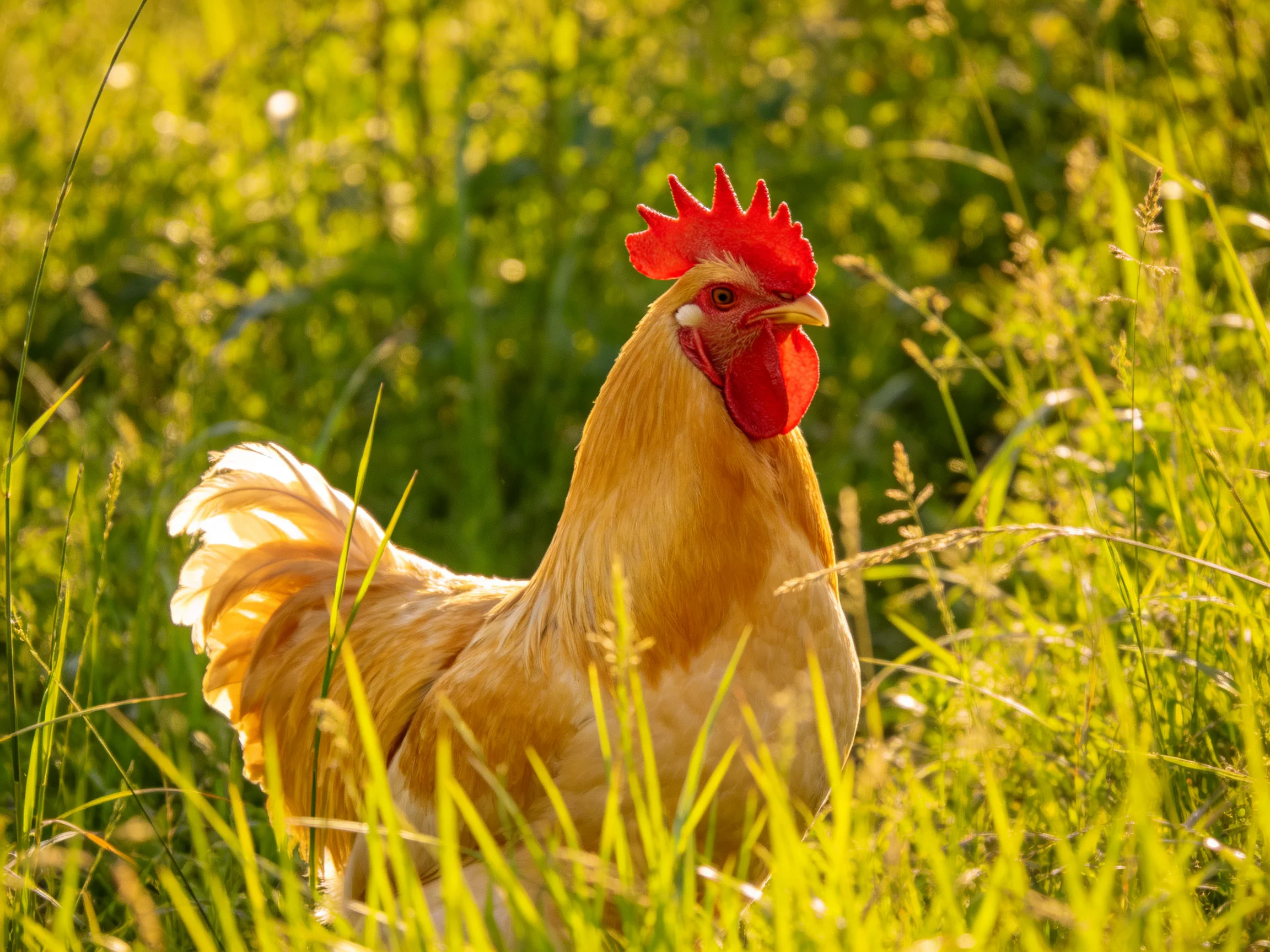 A rooster with golden feathers and red comb in lush green grass