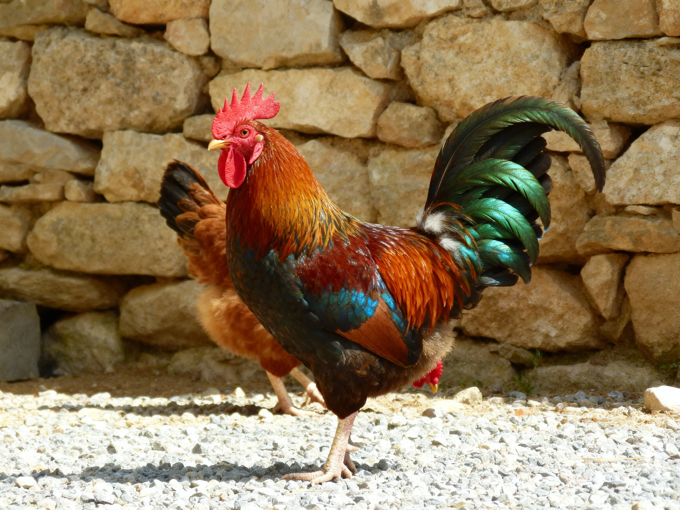 A rooster with iridescent green tail stands beside a brown hen by a stone wall