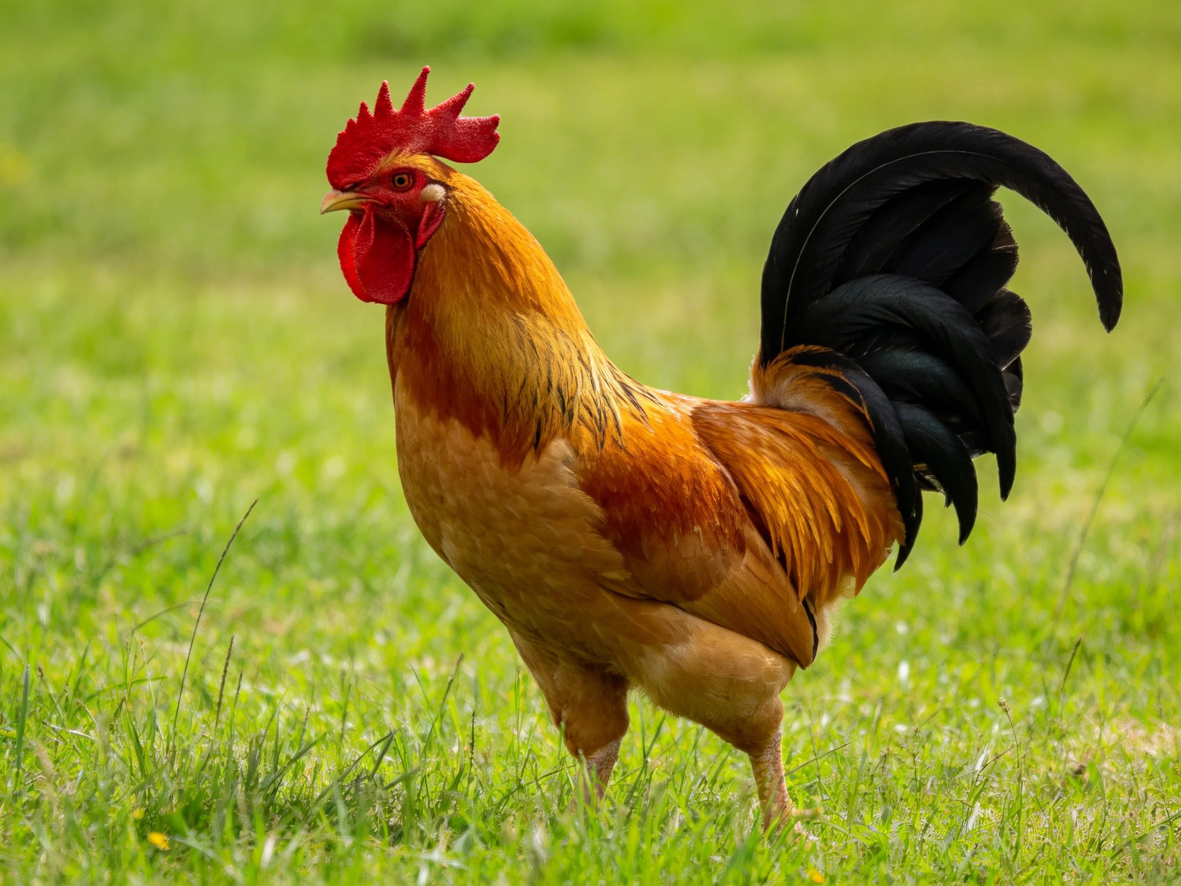 A rooster with red comb and black tail stands on green grass