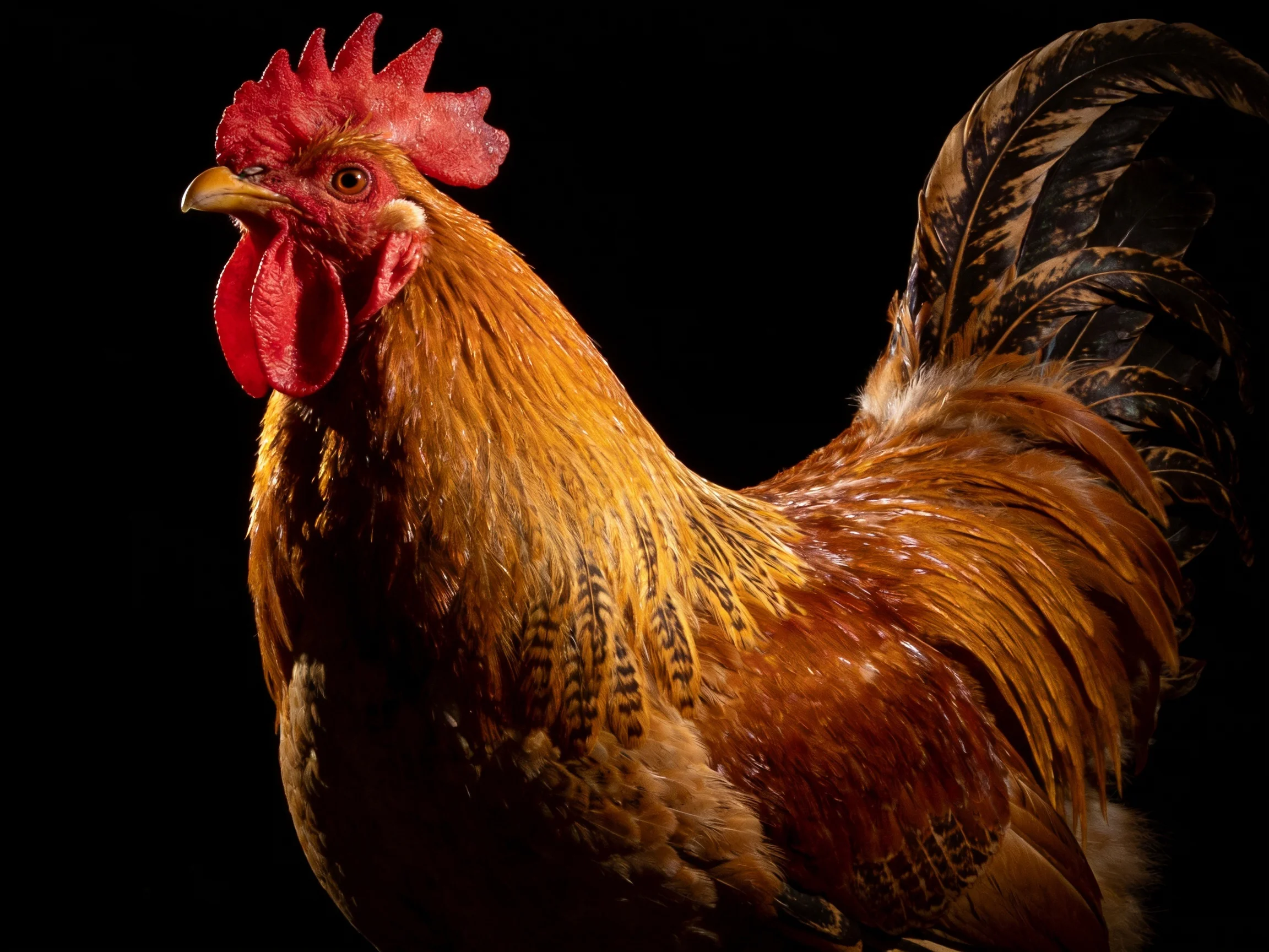 A rooster with red comb and golden-brown plumage against a black backdrop