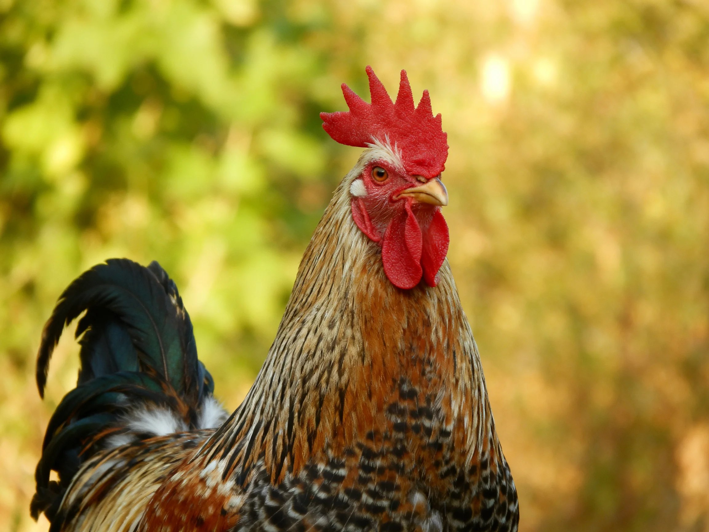 A rooster with red comb and multicolored feathers stands amid greenery
