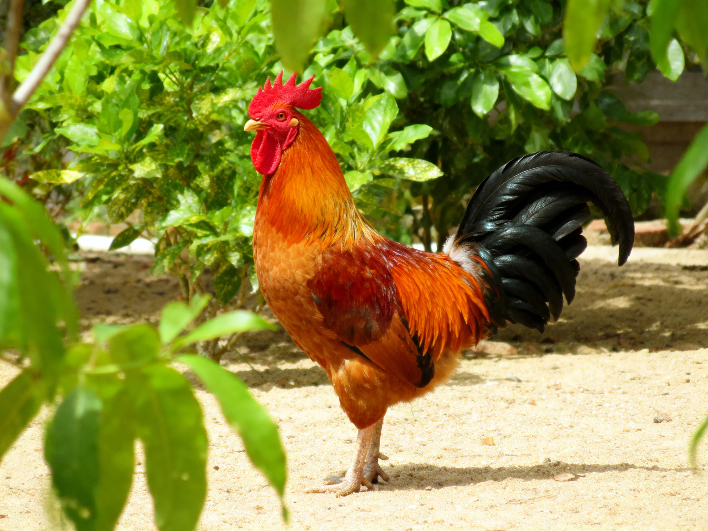 A rooster with vibrant plumage stands near lush green foliage.