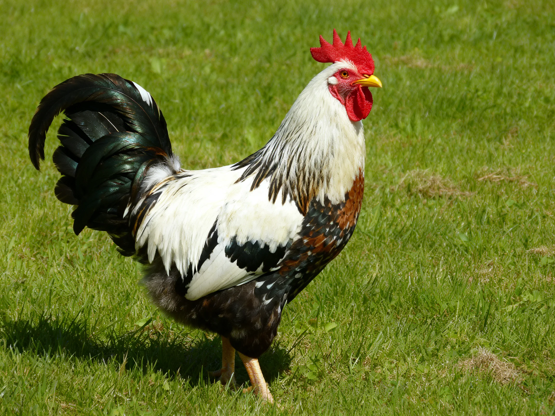 A rooster with colorful plumage stands on green grass