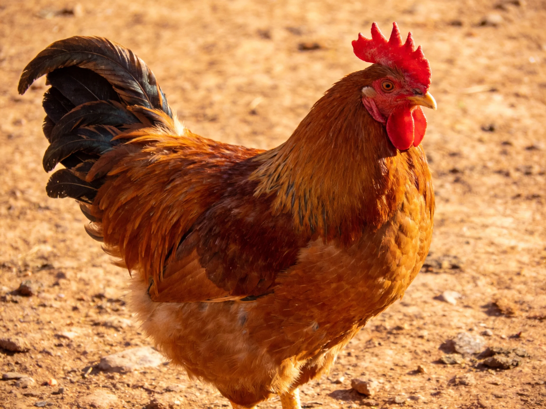 A rooster with reddish-brown plumage and black tail feathers stands on dirt