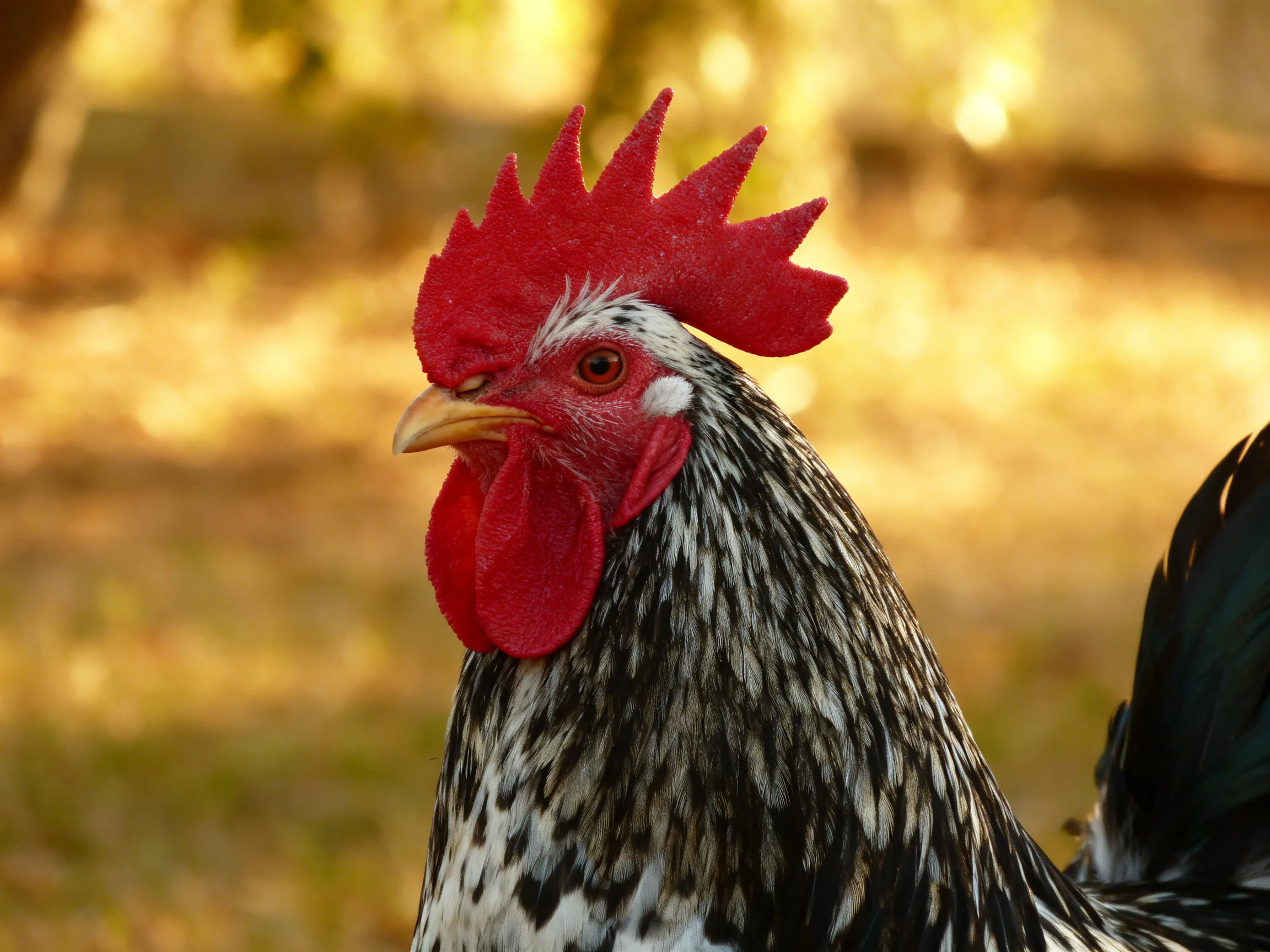 A rooster with vibrant red comb and black-and-white plumage in a sunlit outdoor setting.
