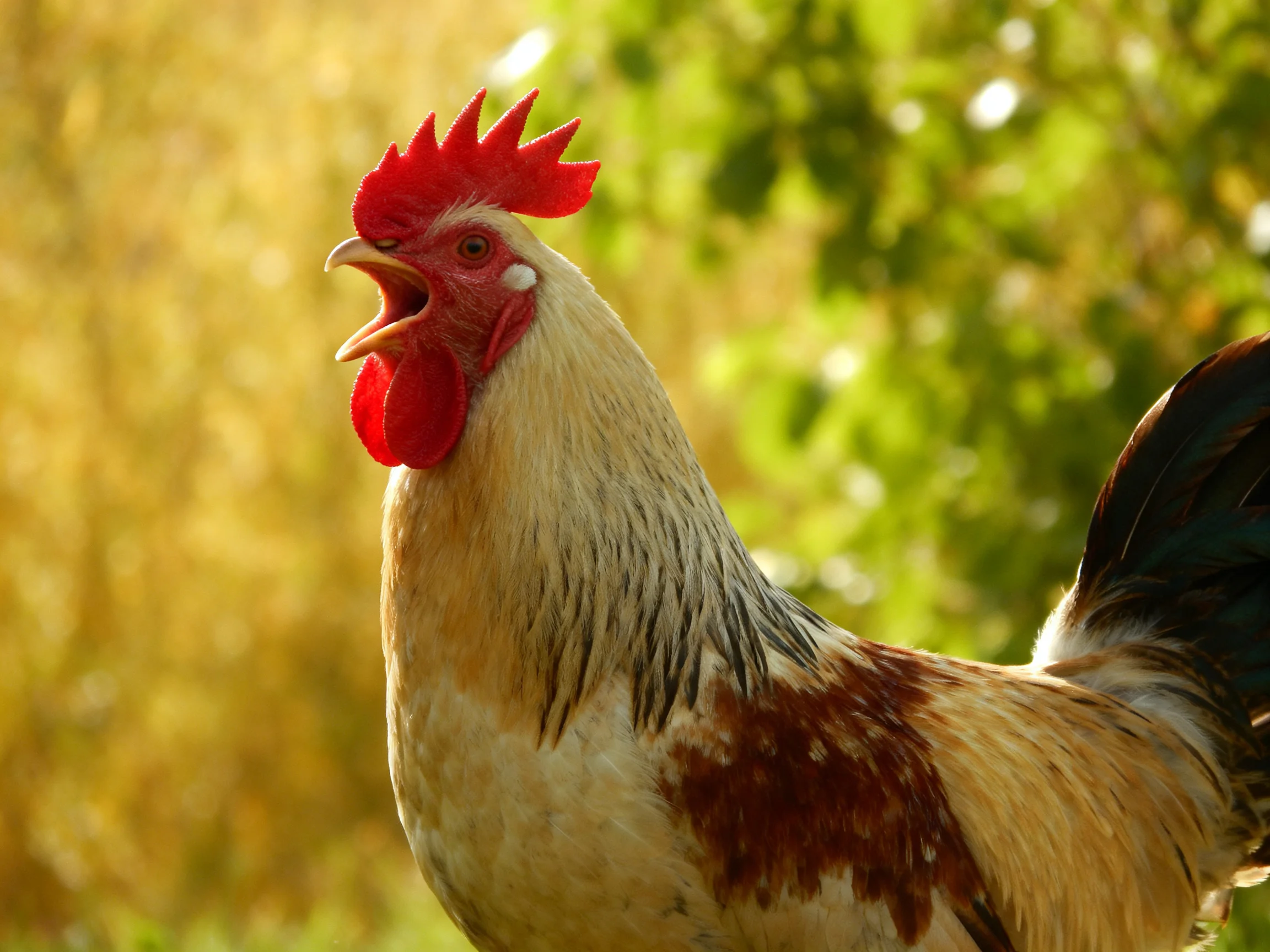 A rooster with a bright red comb crows amid sunlit greenery.