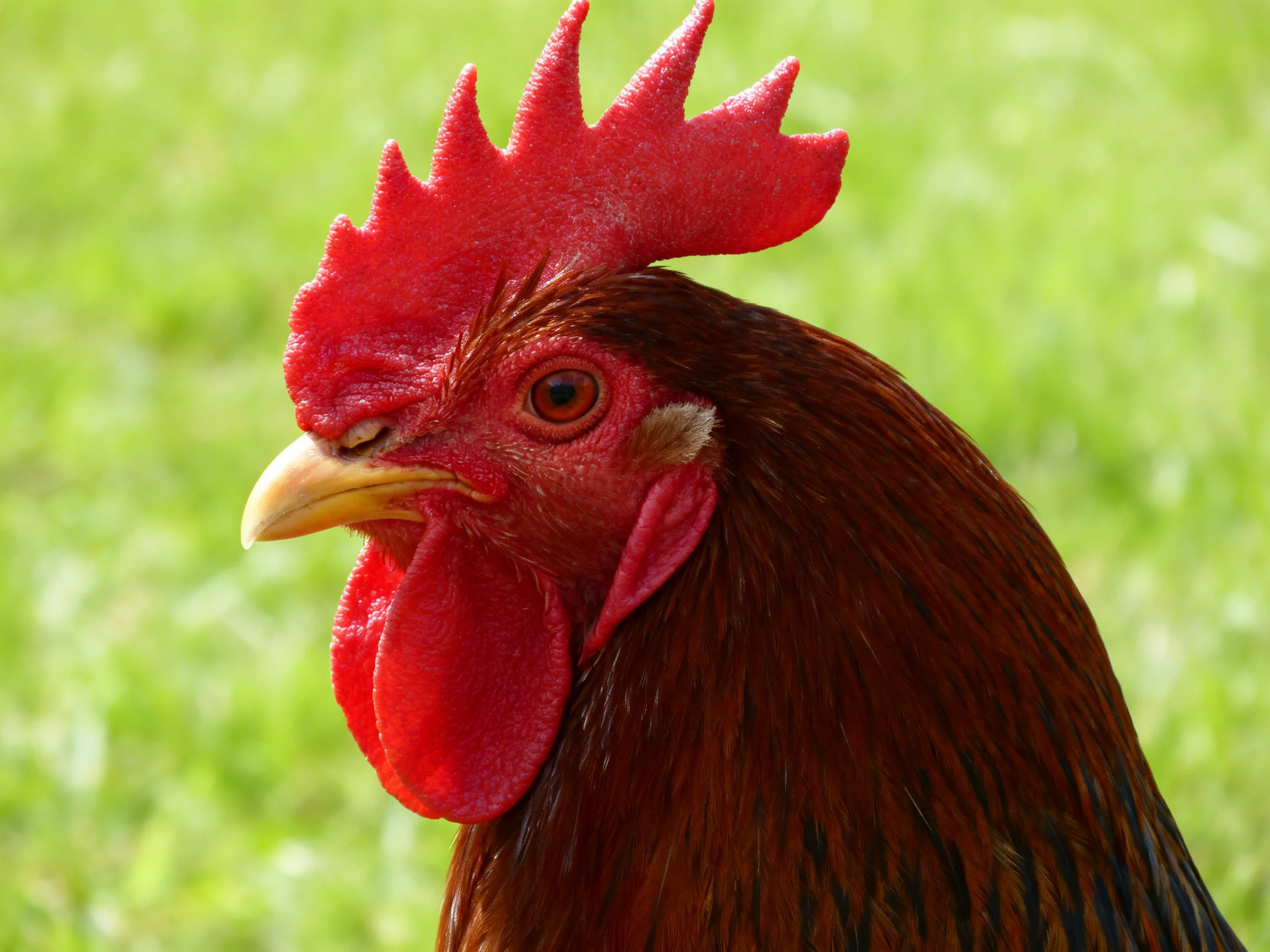 A rooster with a bright red comb is displayed against a blurred green grassy backdrop.
