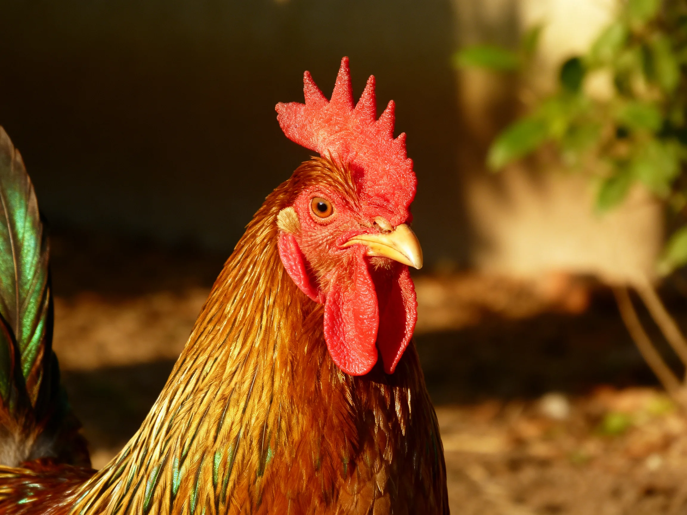 A rooster with vibrant red comb and brown-green plumage in natural light