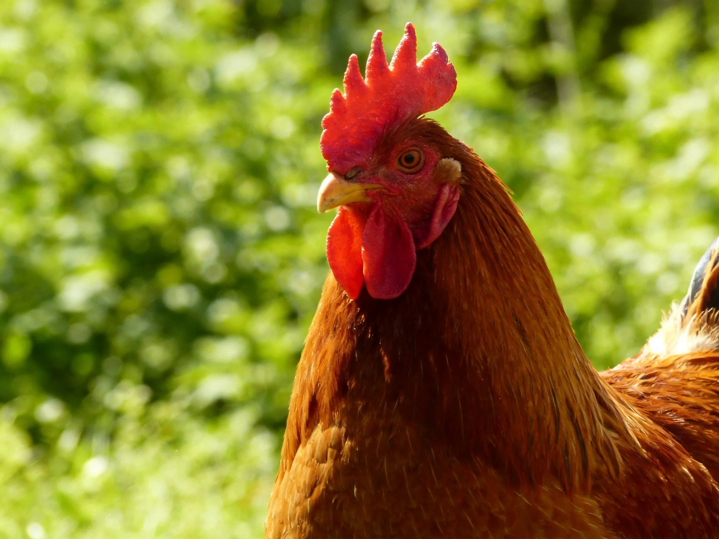 A rooster with vibrant red comb and brown plumage amid lush green foliage