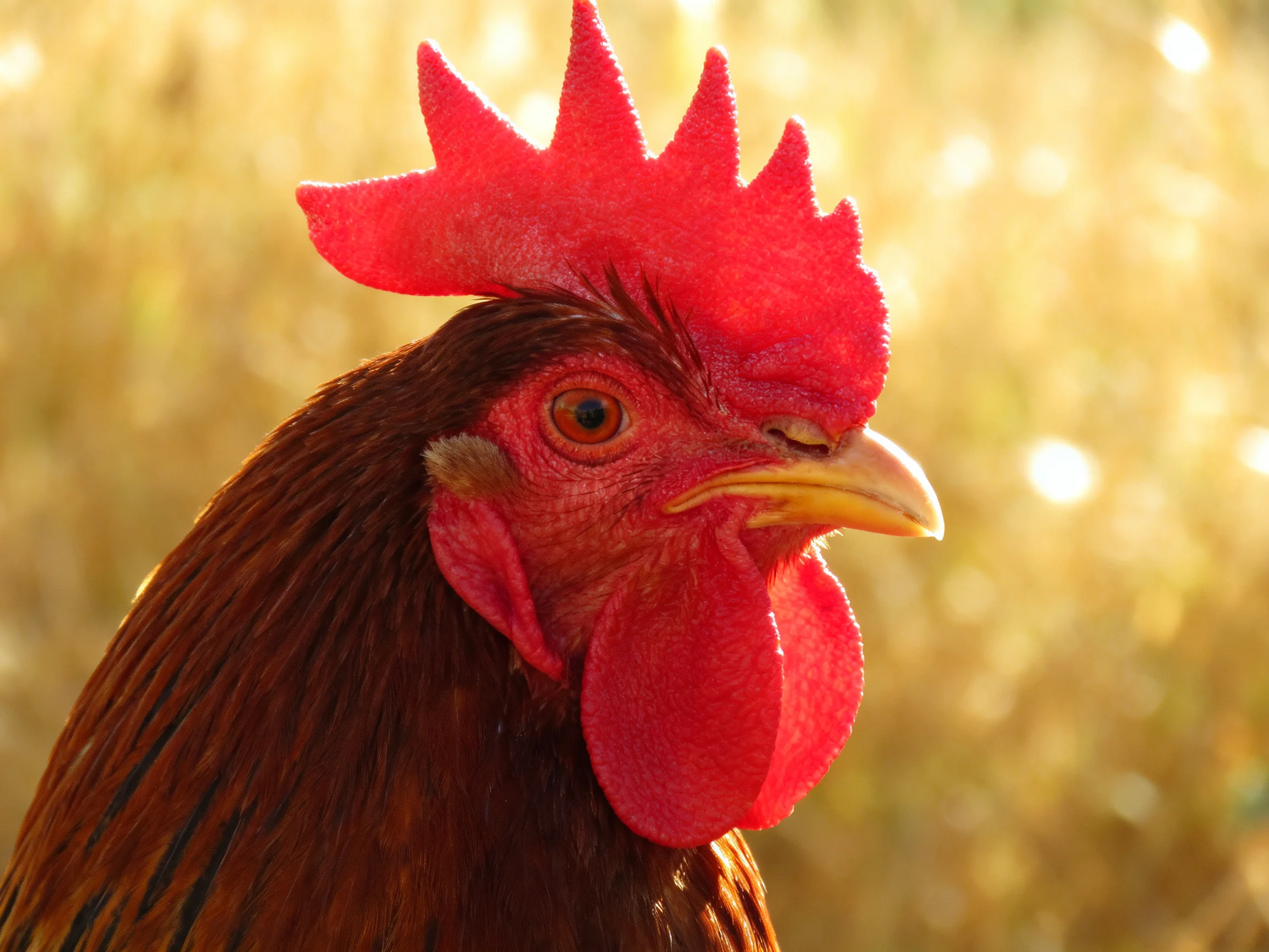 A rooster with a bright red comb is centered against a softly blurred golden backdrop.