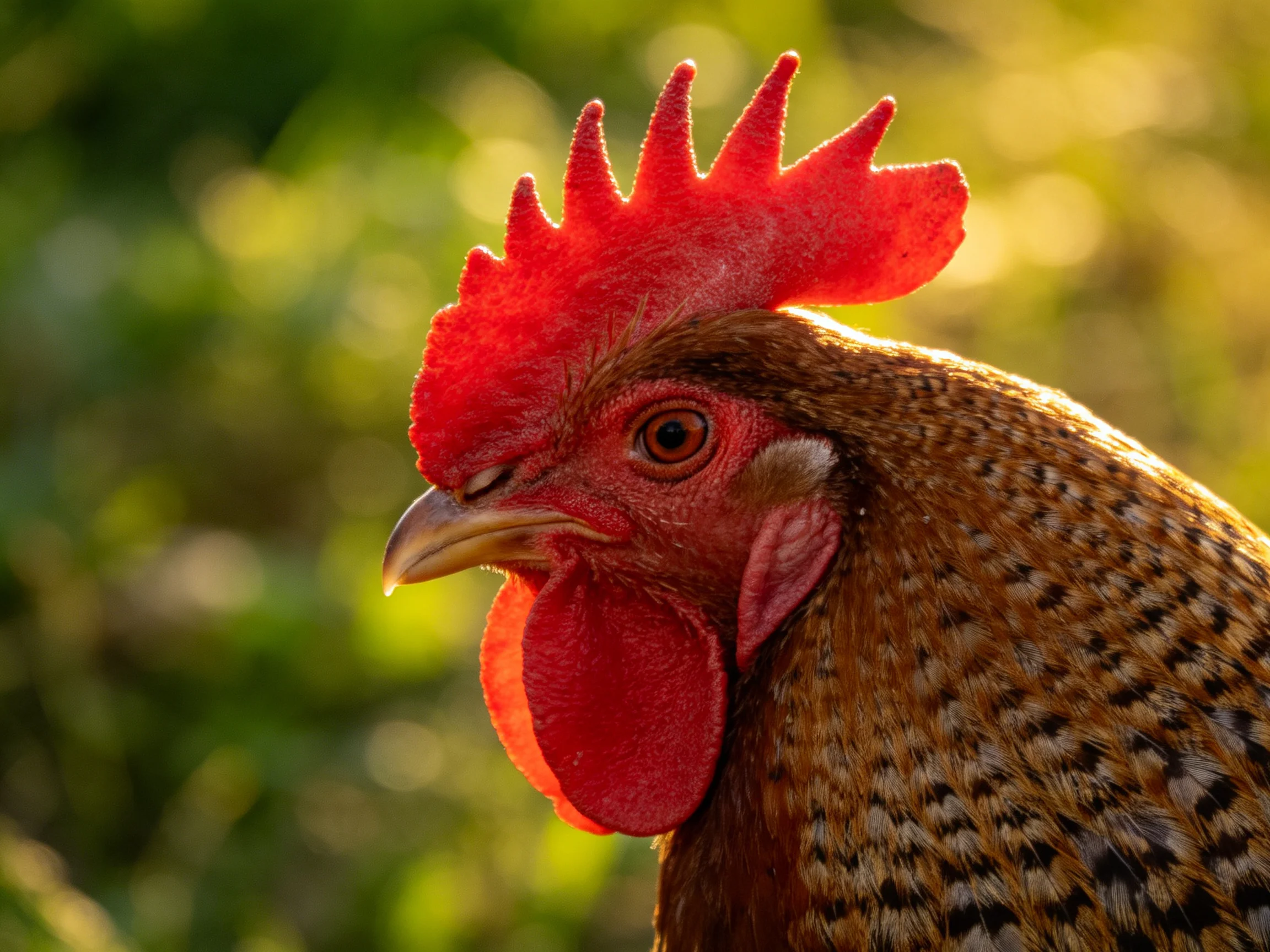 A rooster with vibrant red comb and brown speckled feathers in natural light