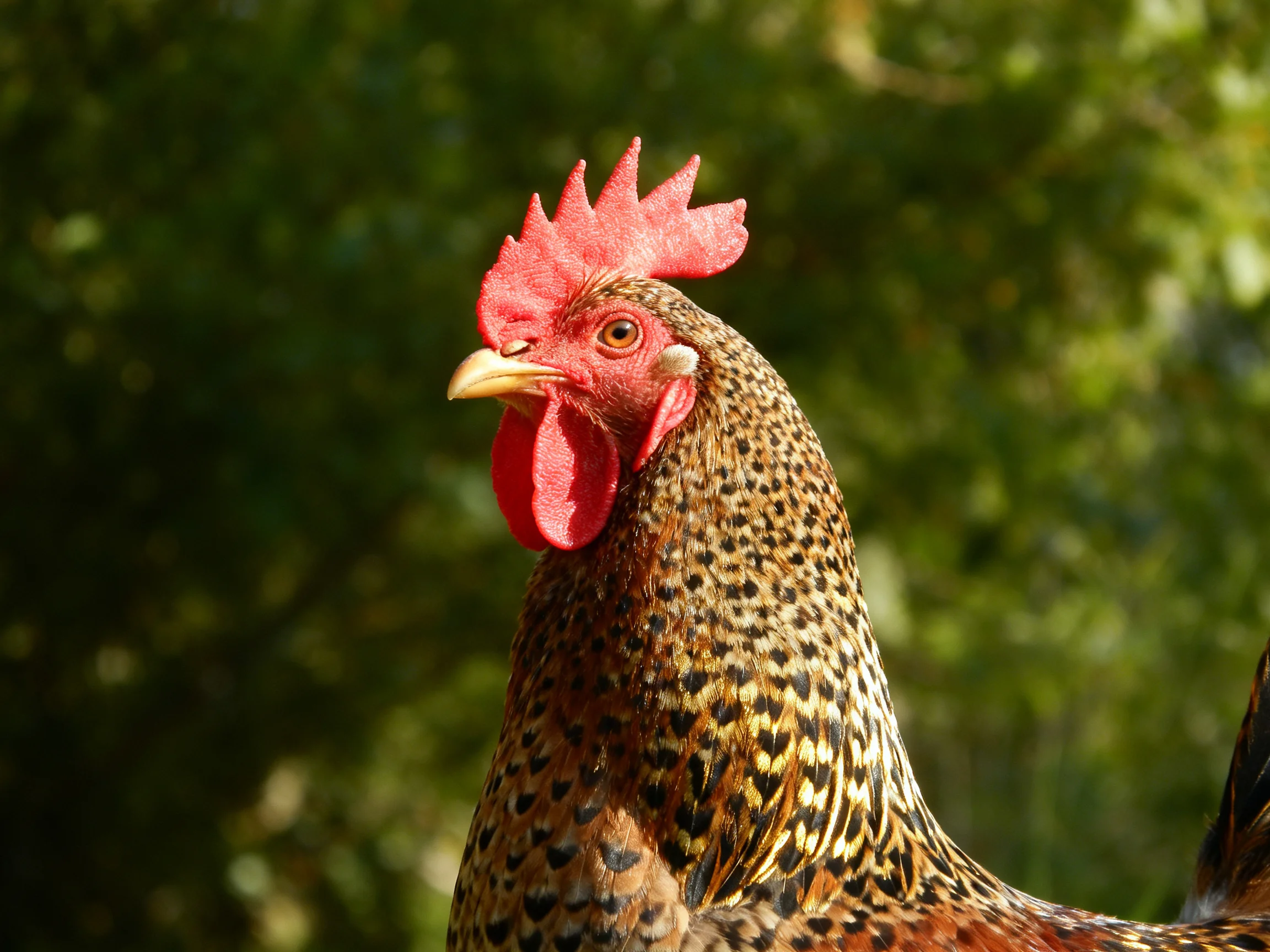 A rooster with vibrant red comb and brown-speckled plumage against green foliage