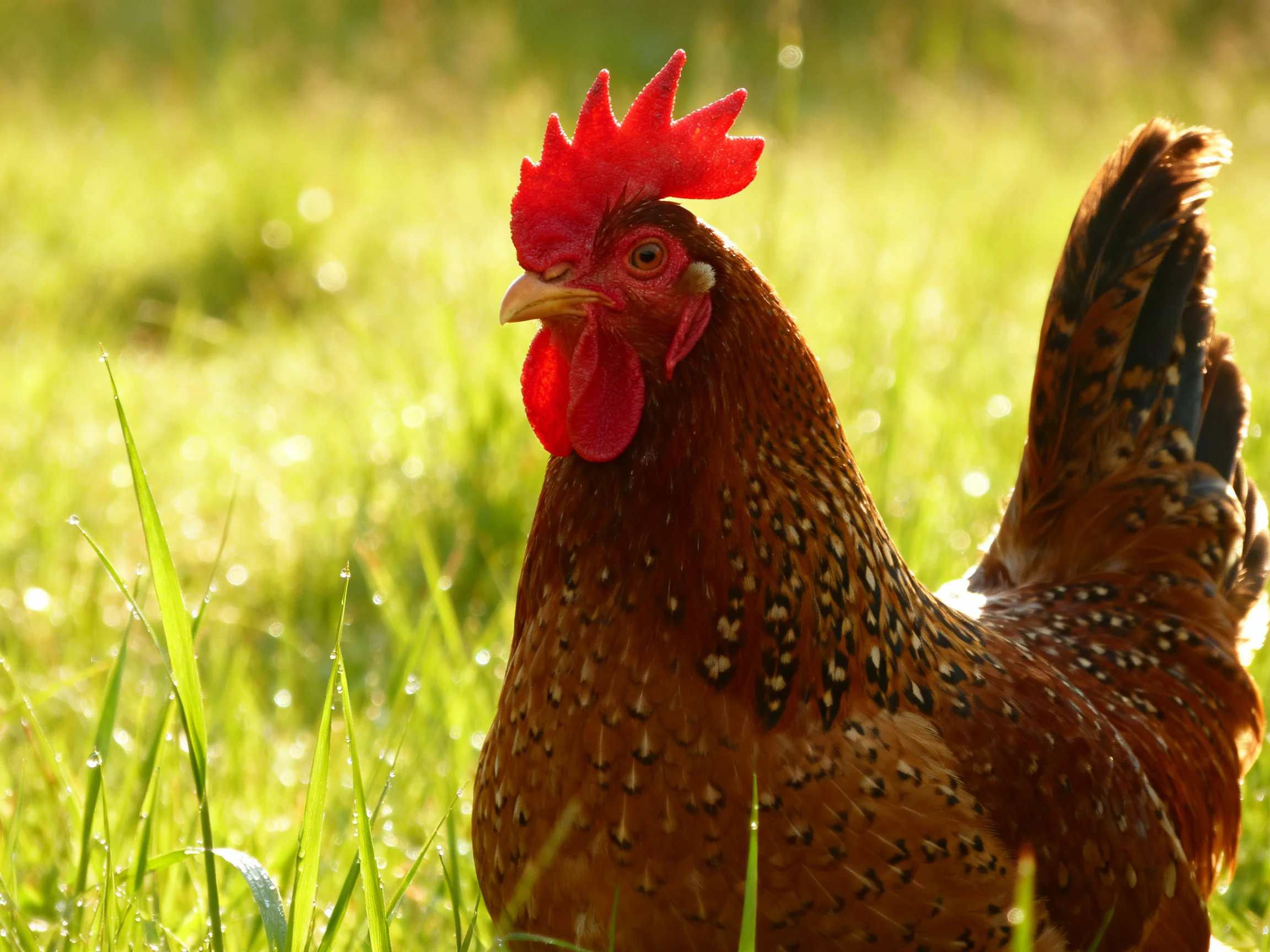 A rooster with red comb and speckled feathers stands in sunlit green grass.