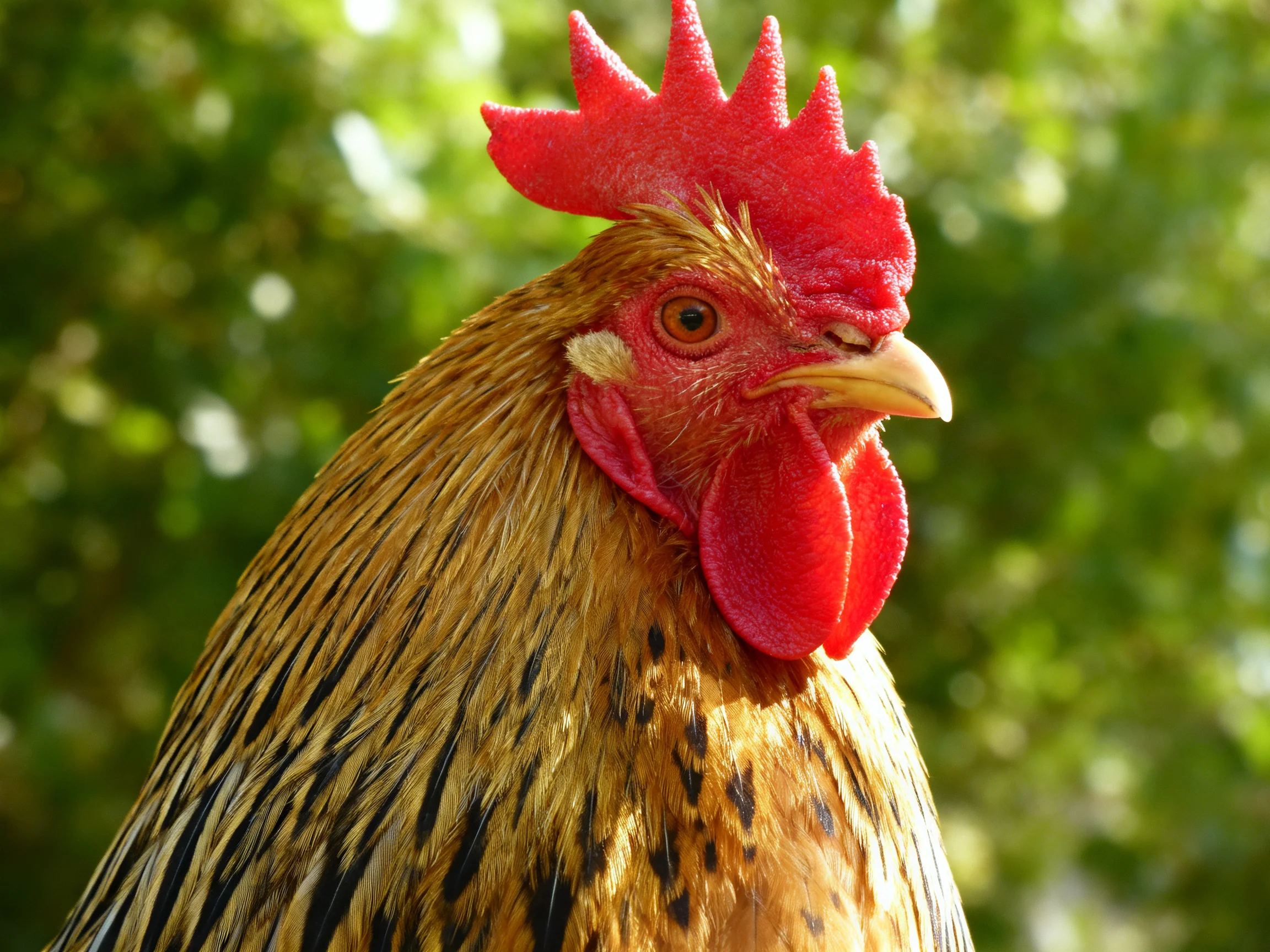 A rooster with a bright red comb stands amid greenery, highlighting its unique features.