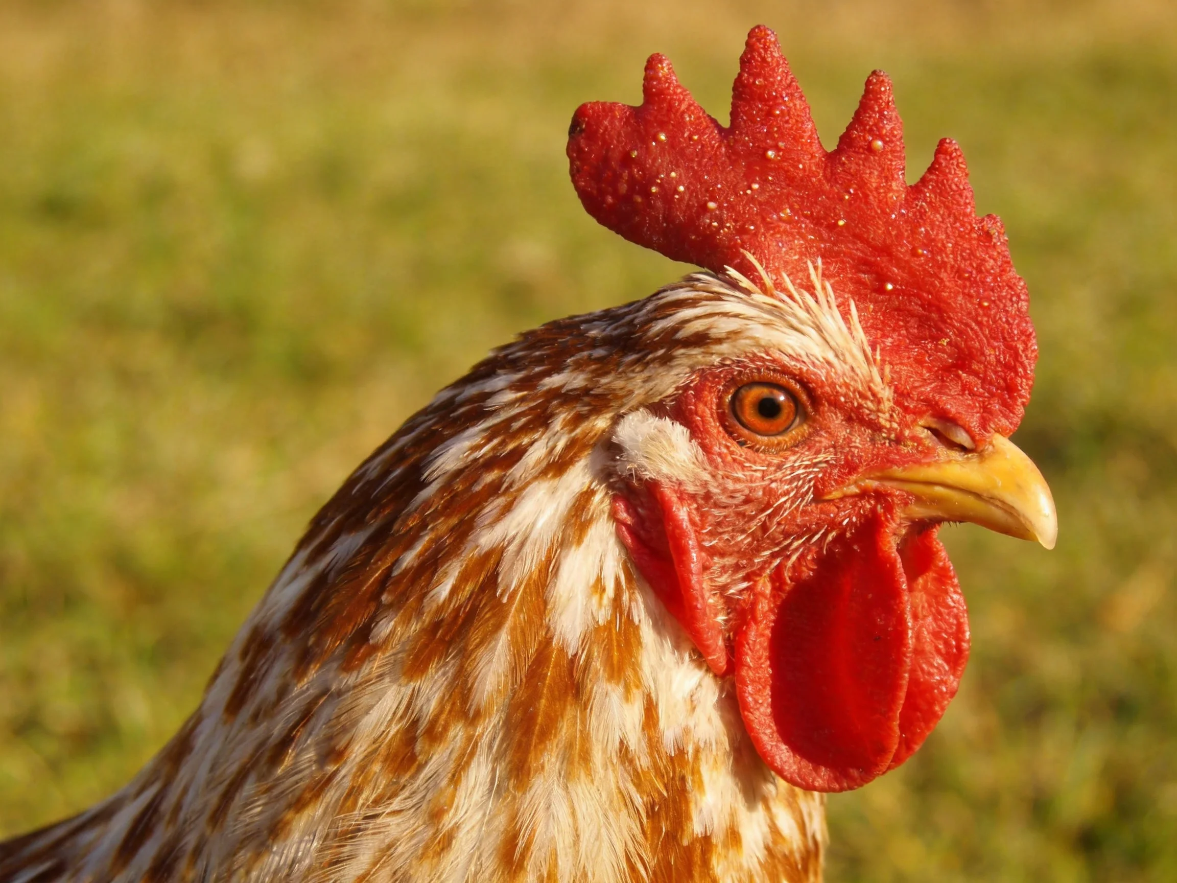 A rooster with a bright red comb is shown up close in a sunny outdoor setting.