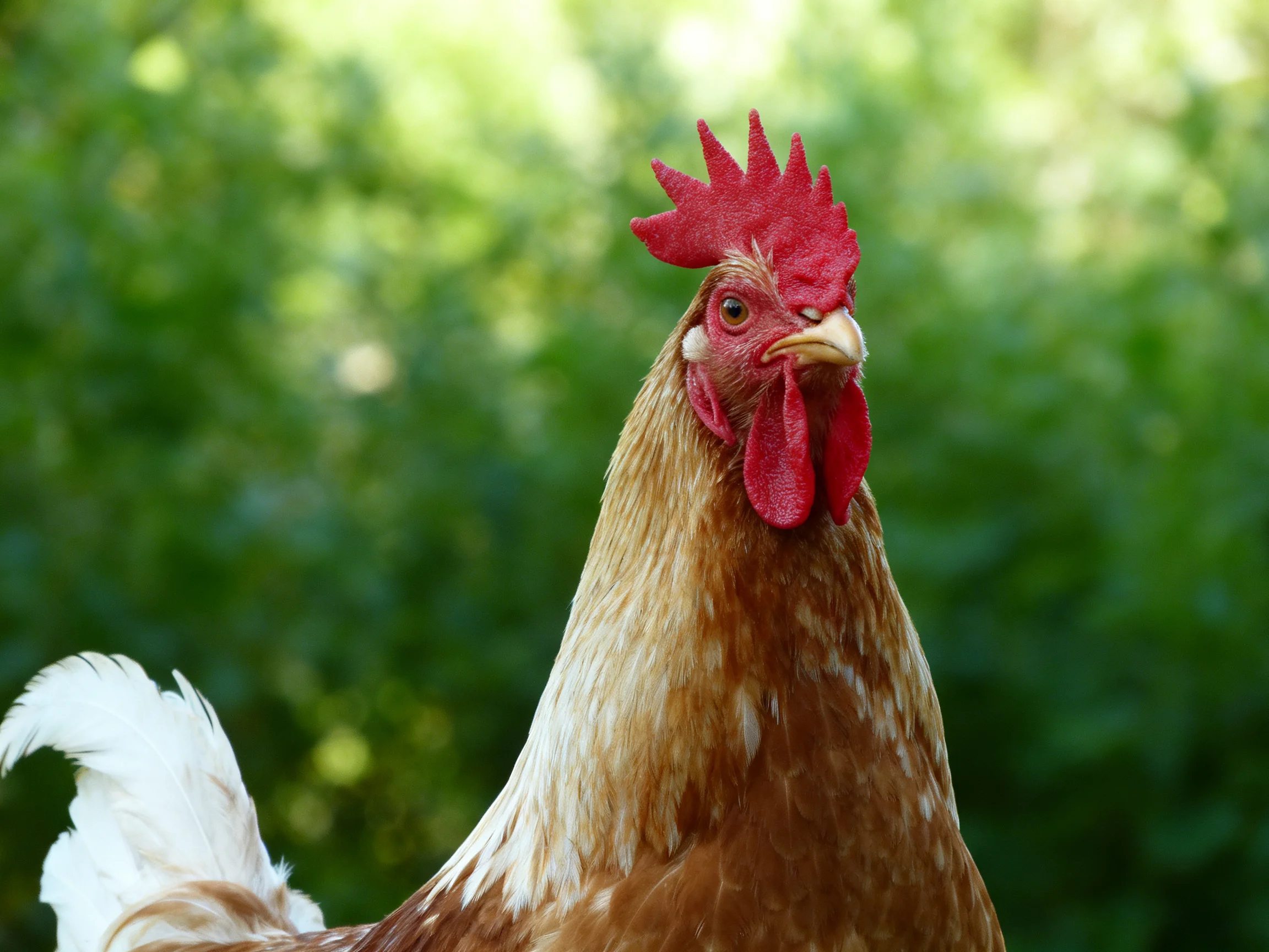 A rooster with vibrant red comb and brown - white plumage against lush greenery