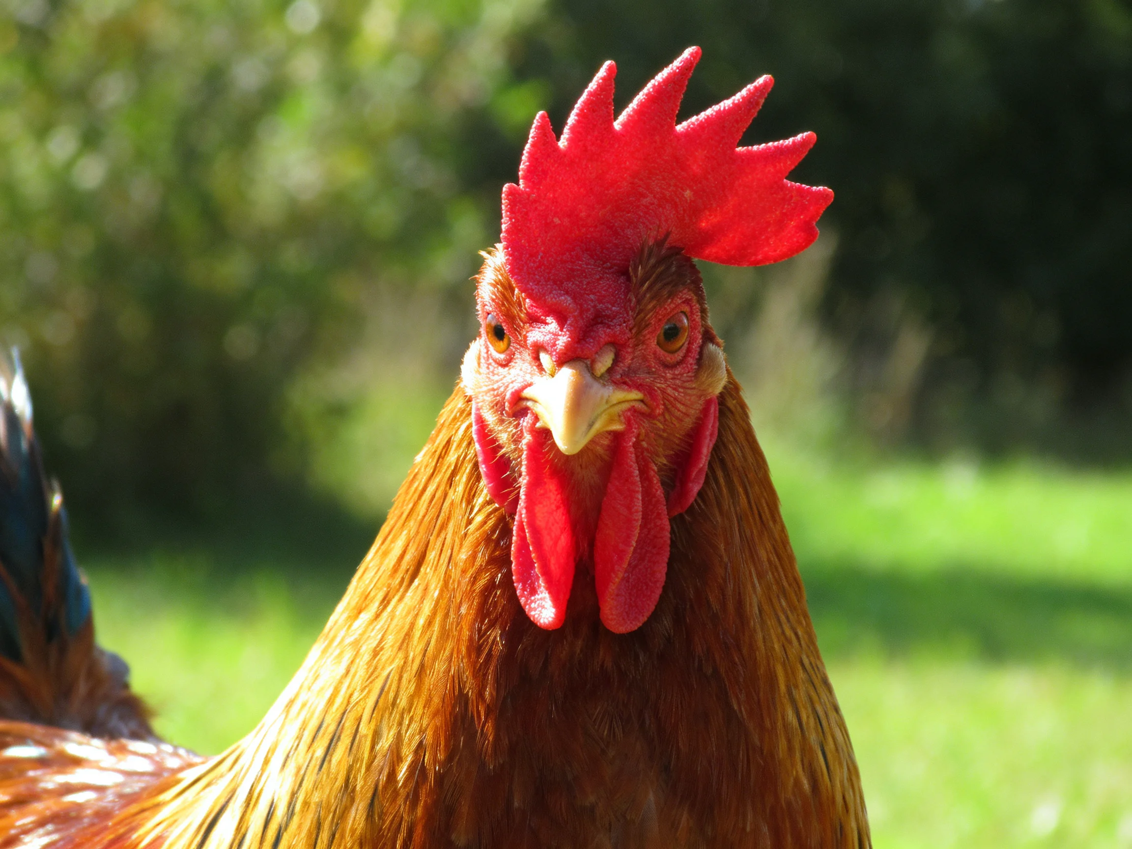 A rooster with vibrant red comb and golden-brown feathers in a sunlit green landscape