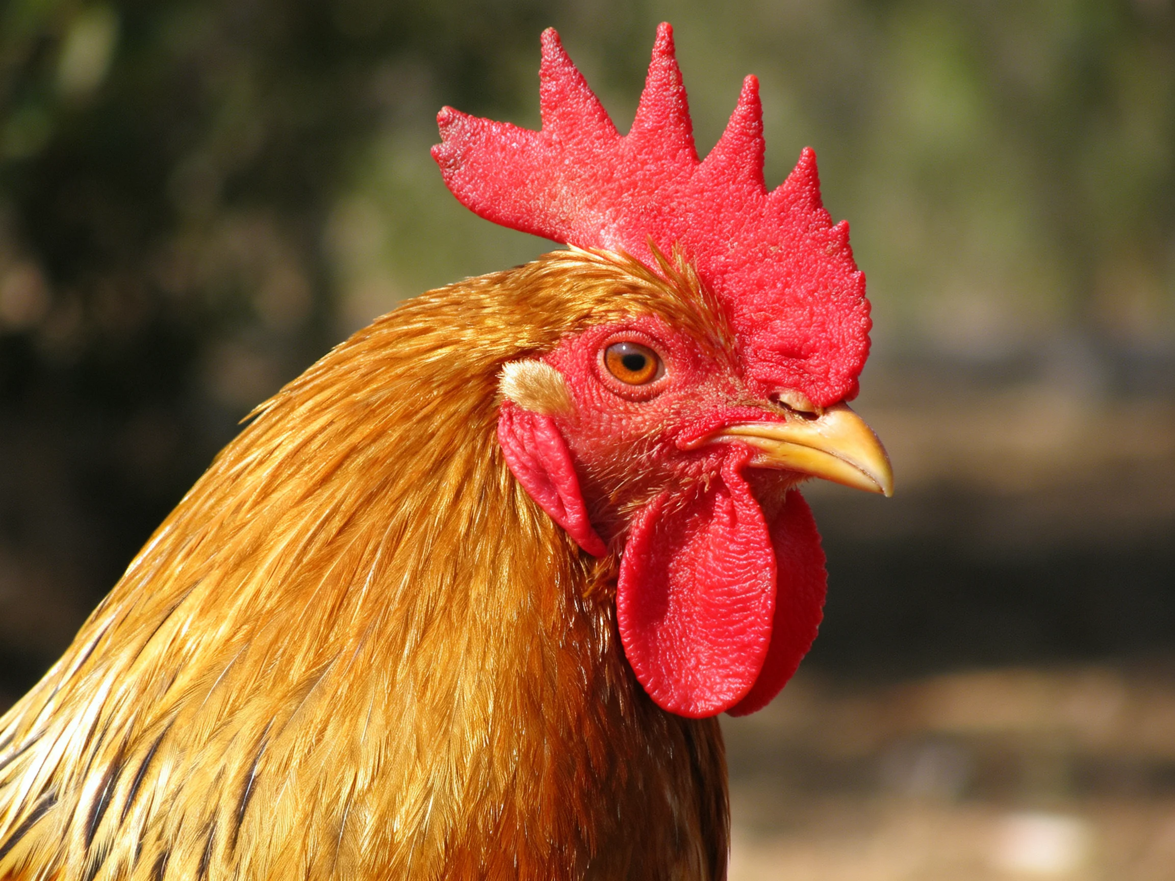 A rooster with vibrant red comb and golden - brown feathers in natural light
