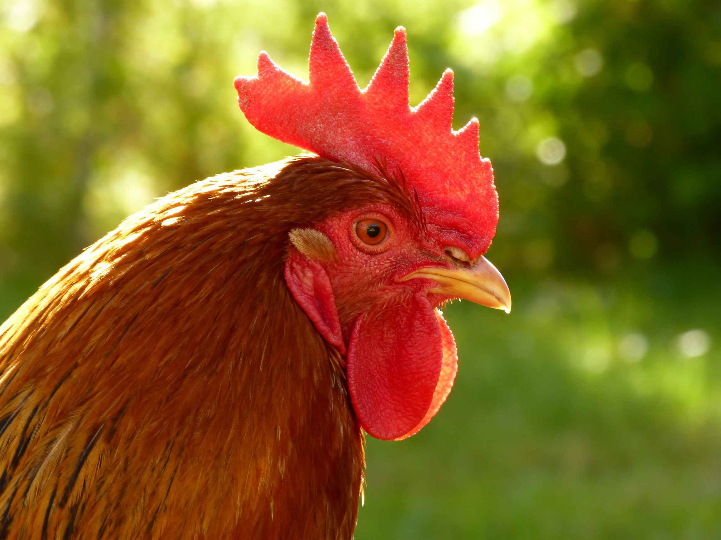 A rooster with a bright red comb is set against a blurred green outdoor background.