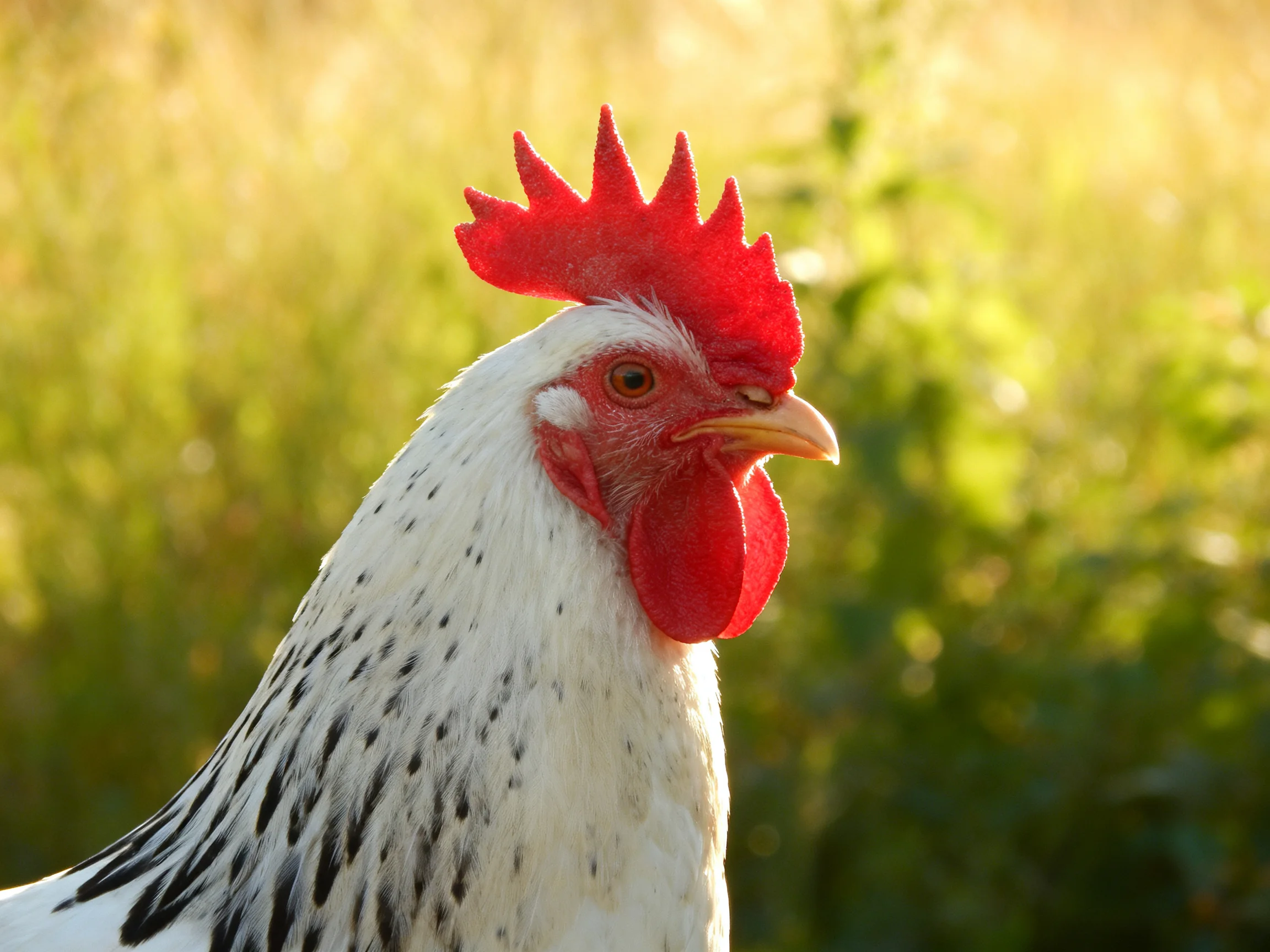 A rooster with vibrant red comb and speckled white feathers in a sunlit meadow